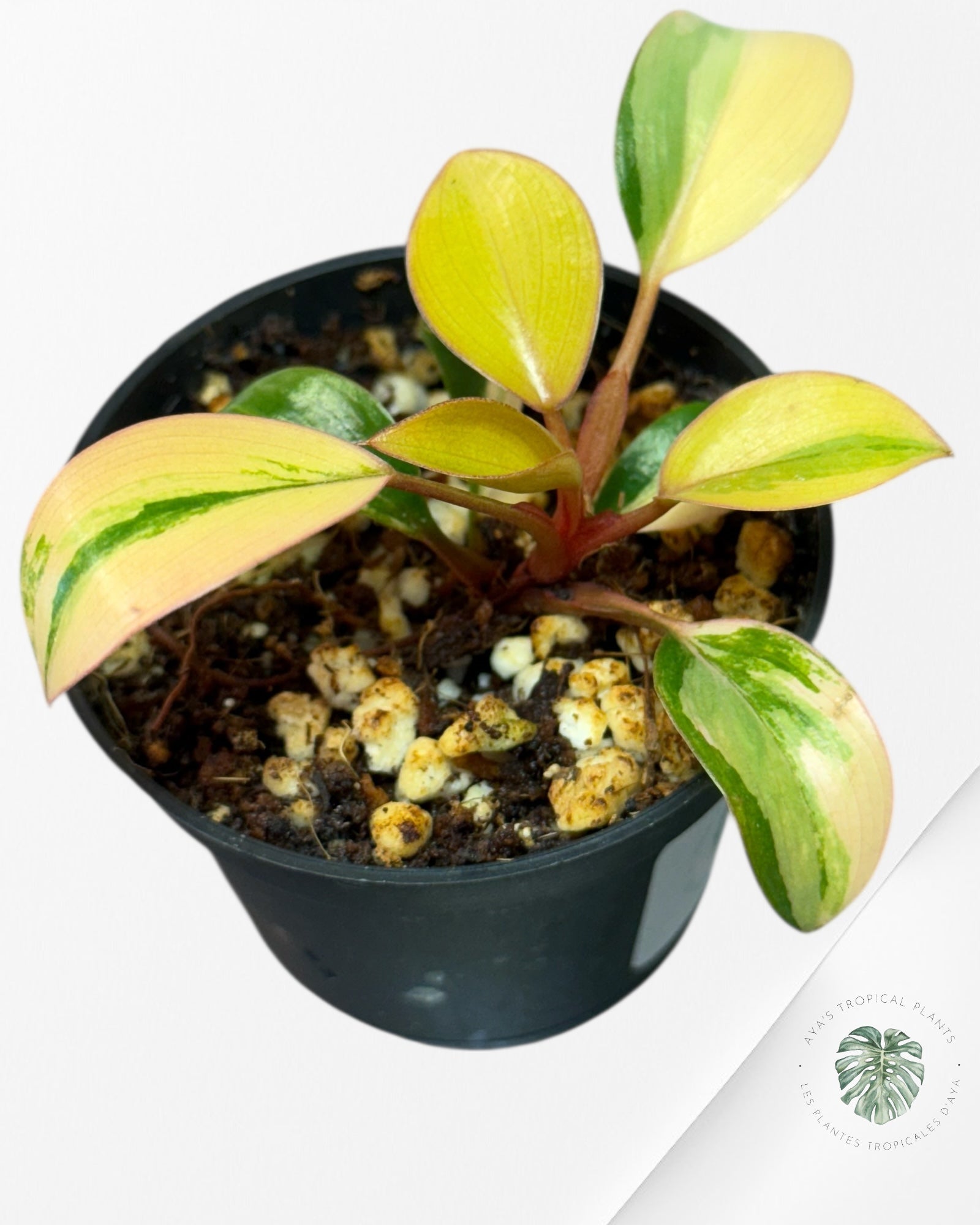 Philodendron Rouge Congo Variegata-RC