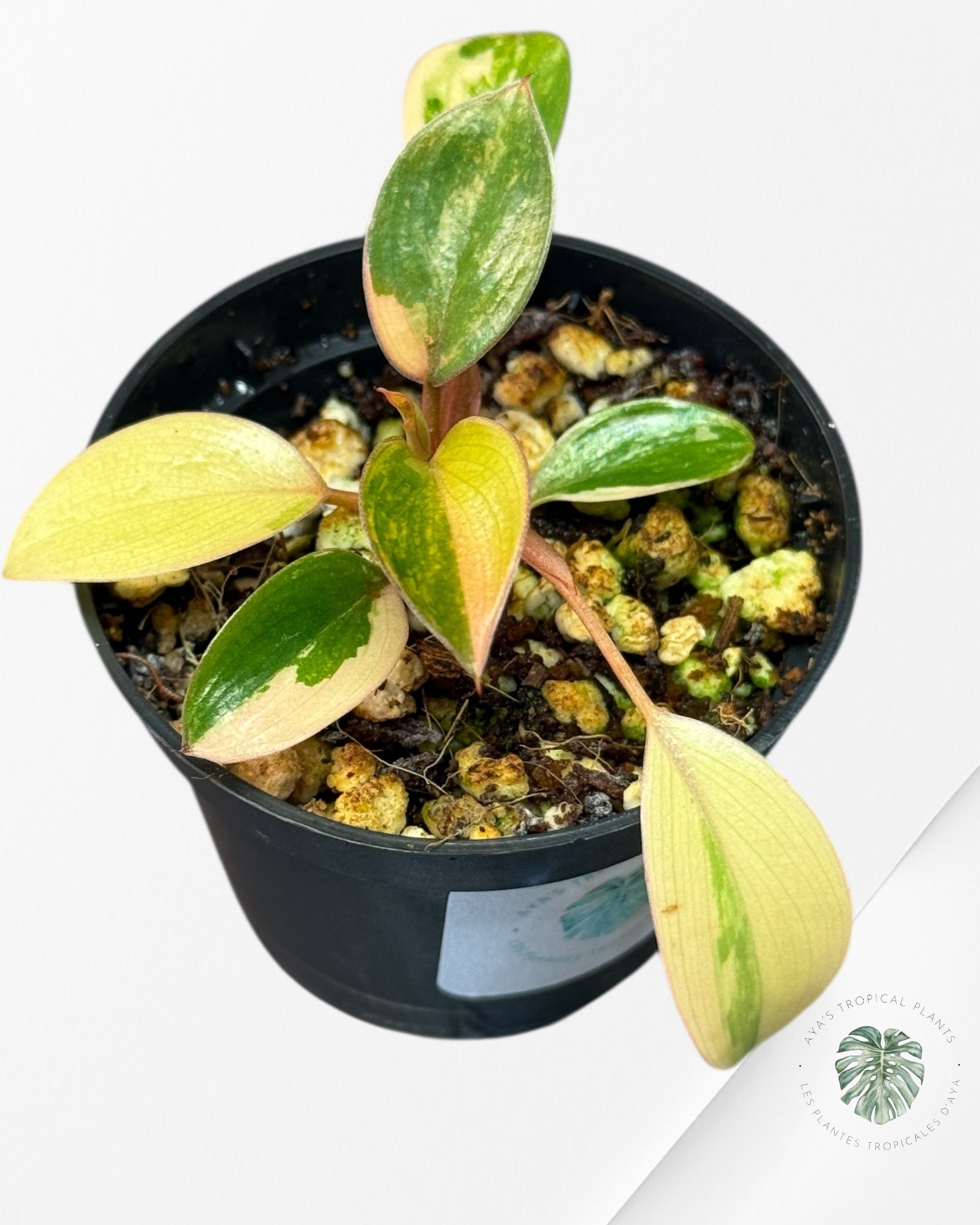 Philodendron Rouge Congo Variegata-BB