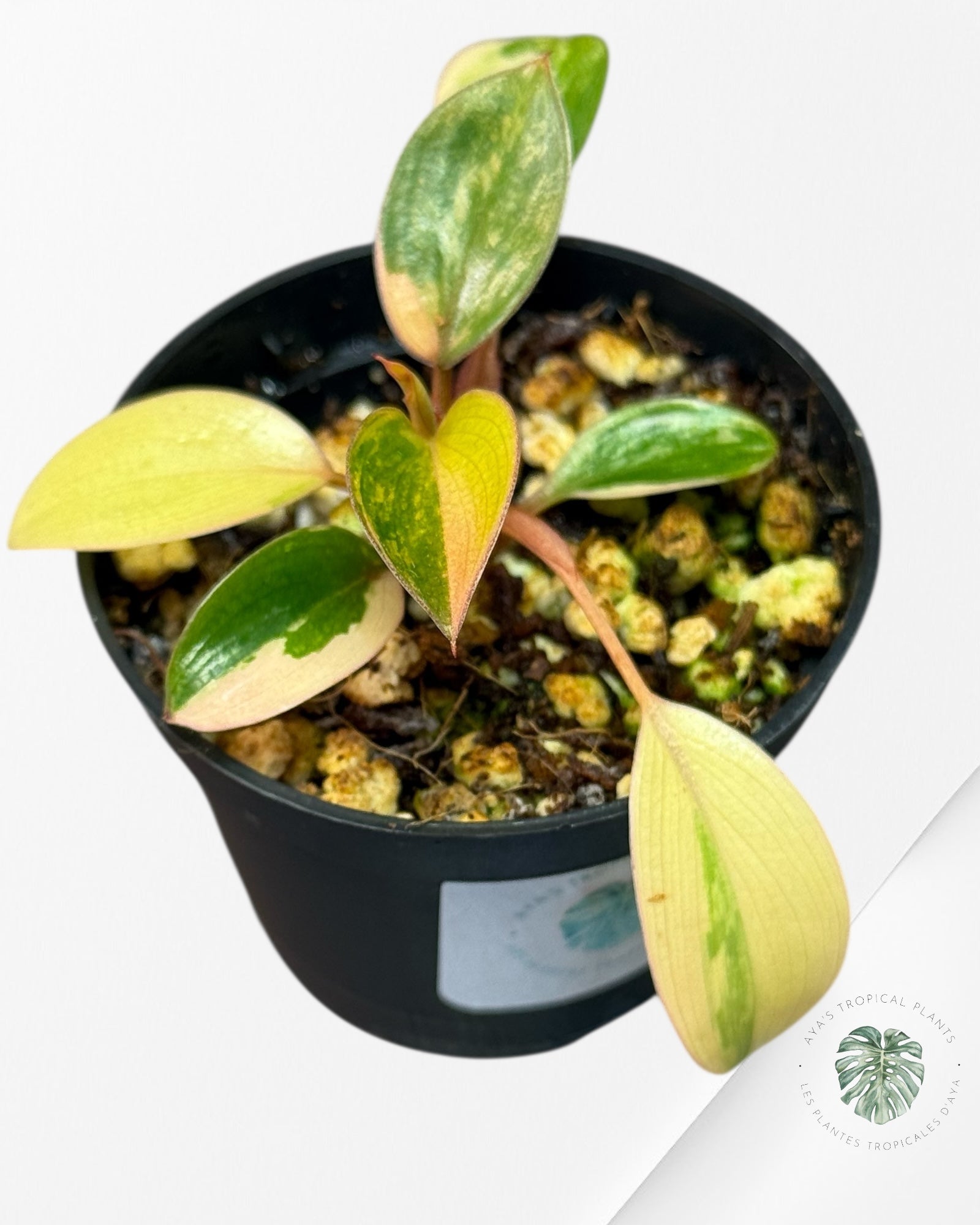 Philodendron Rouge Congo Variegata-BB