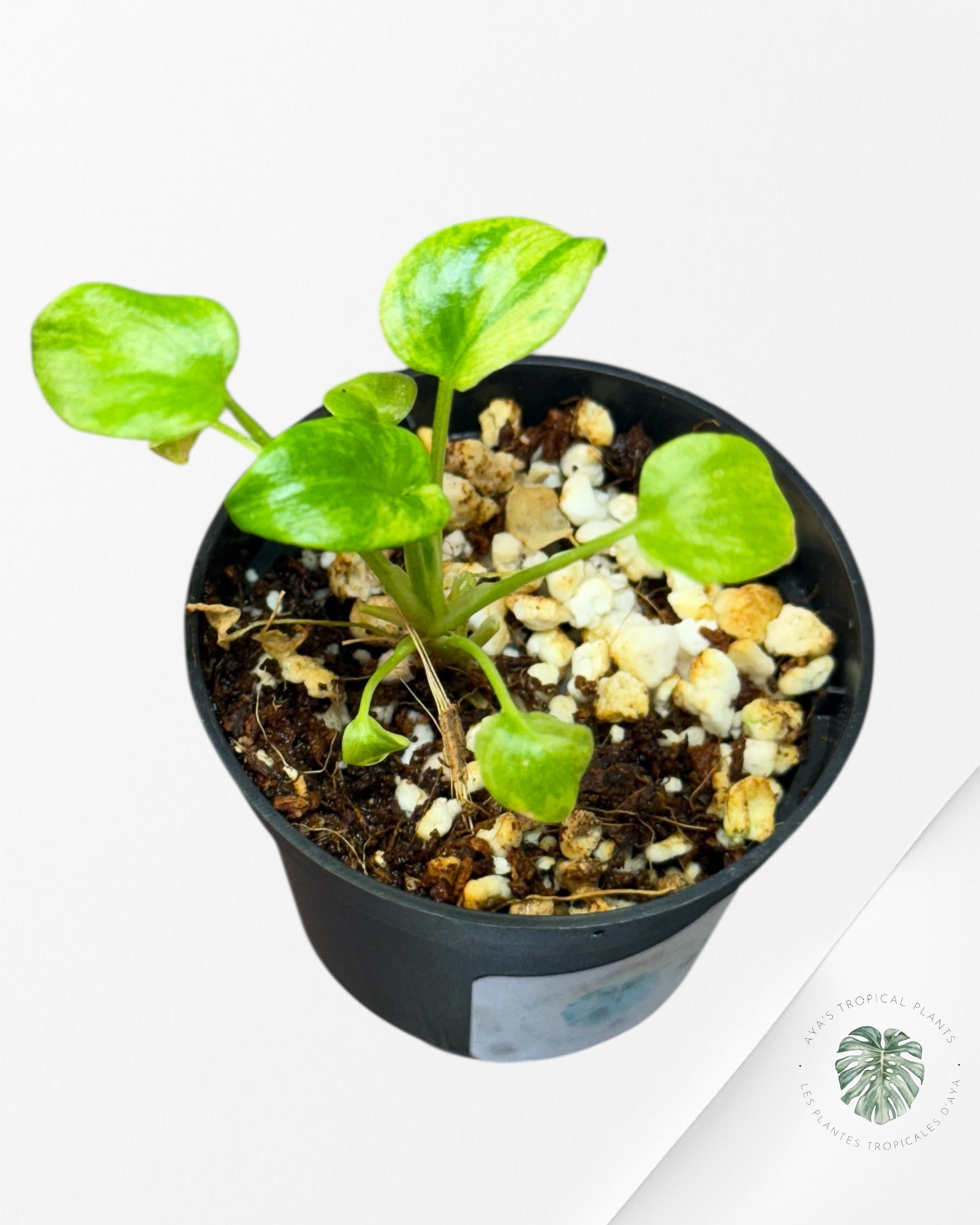 Philodendron Xanadu panaché - TC3