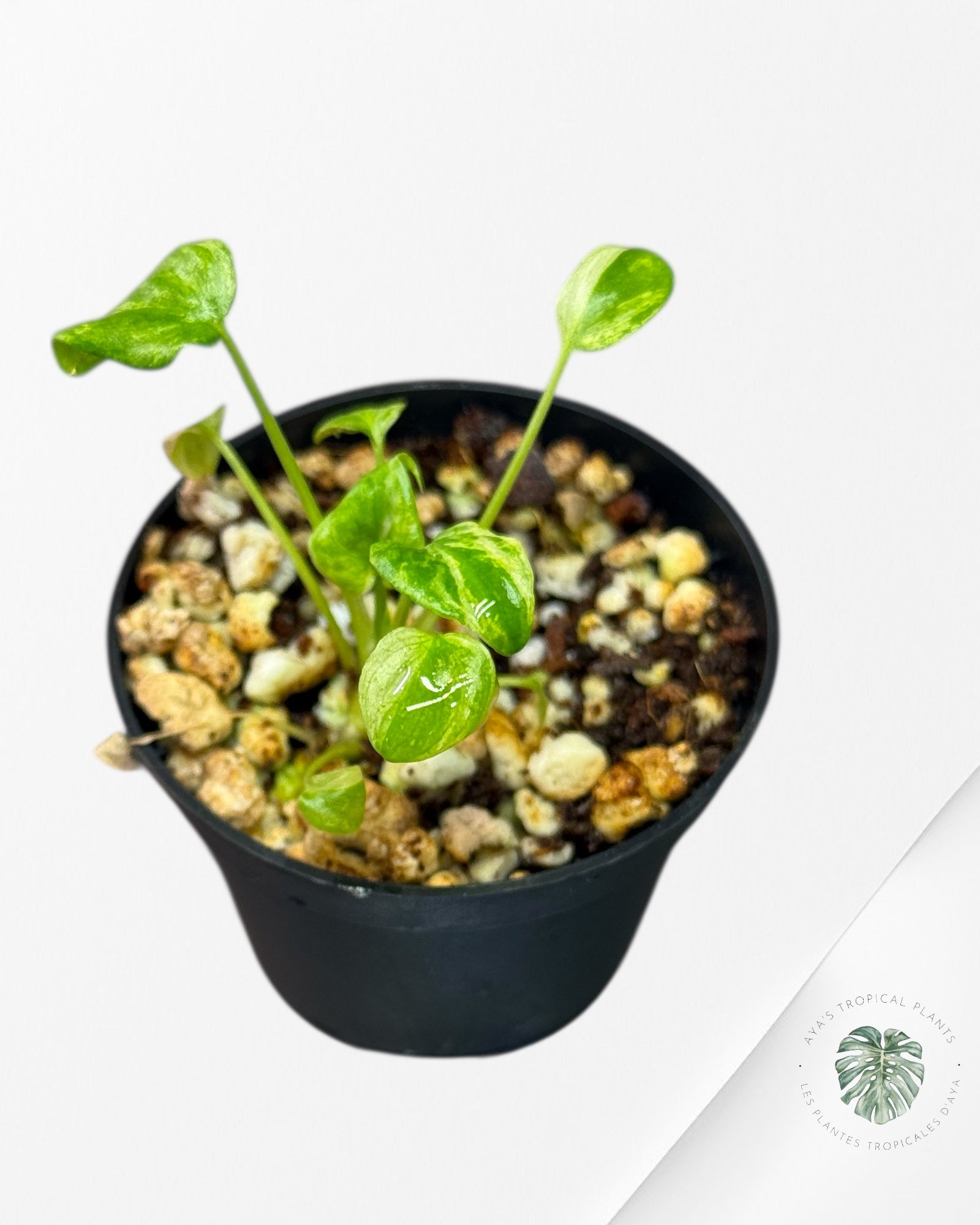 Philodendron Xanadu Panaché - P6