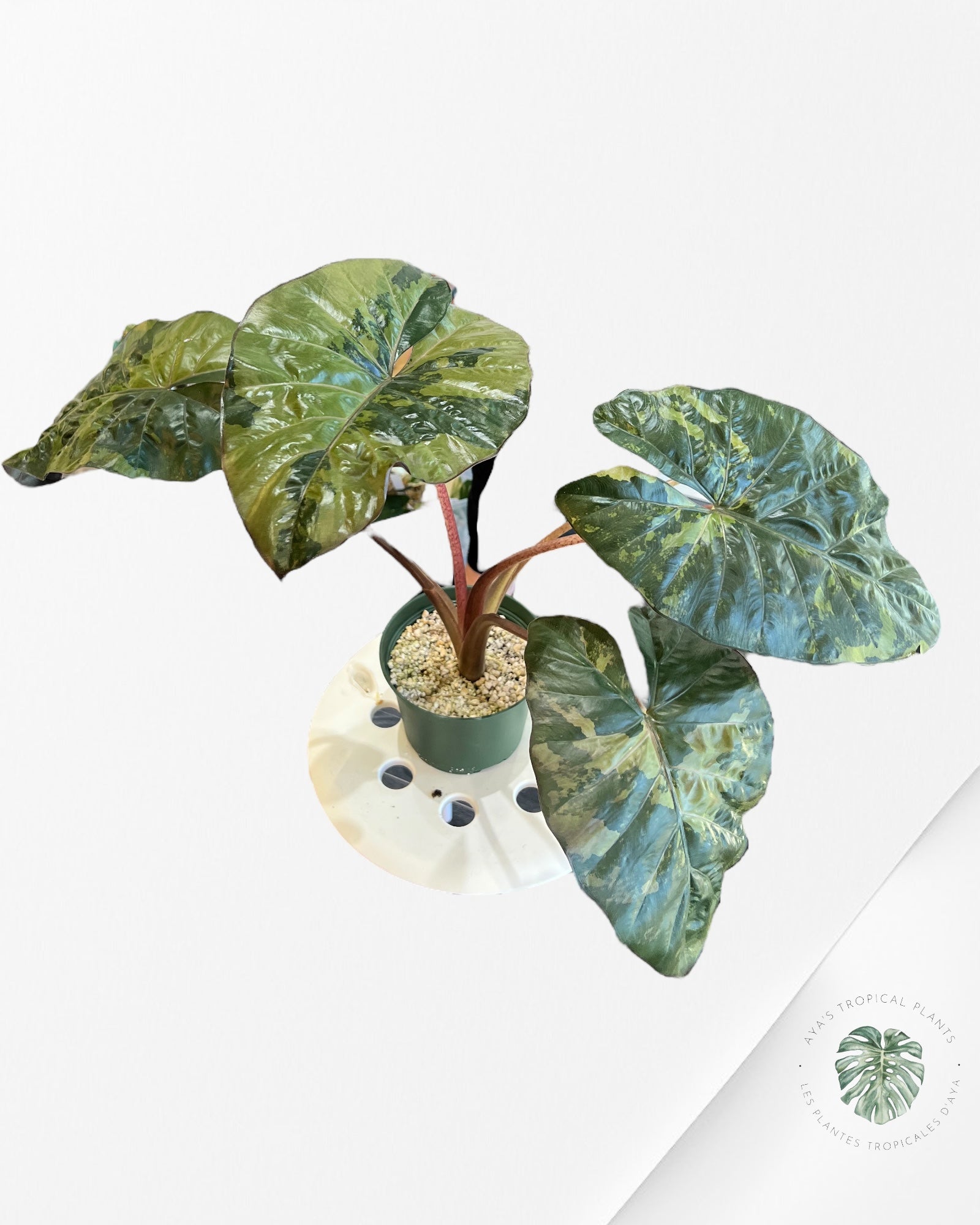 Alocasia Yukatan Princess Variagated-Large