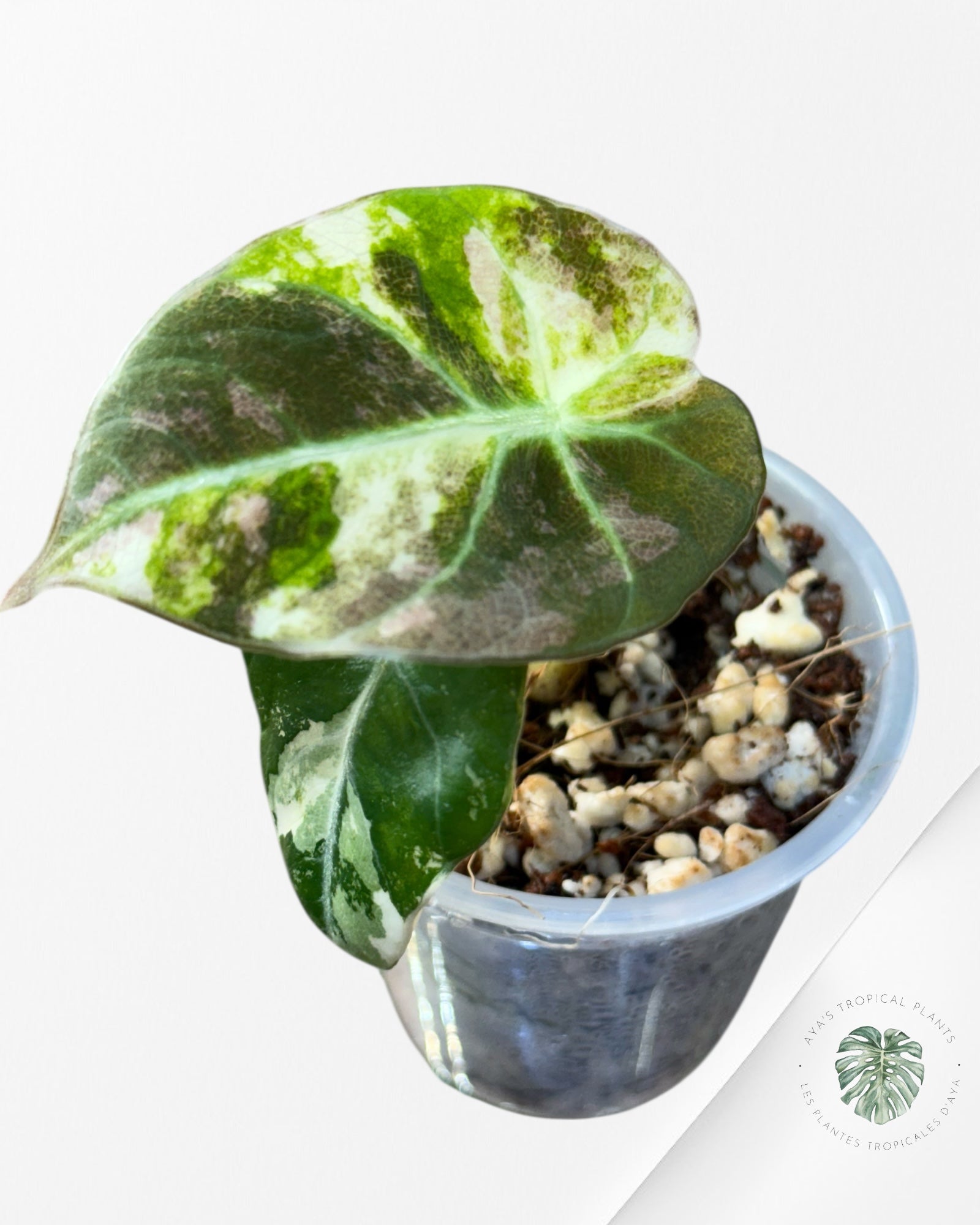 Alocasia Black Velvet Pink Variegated - 301