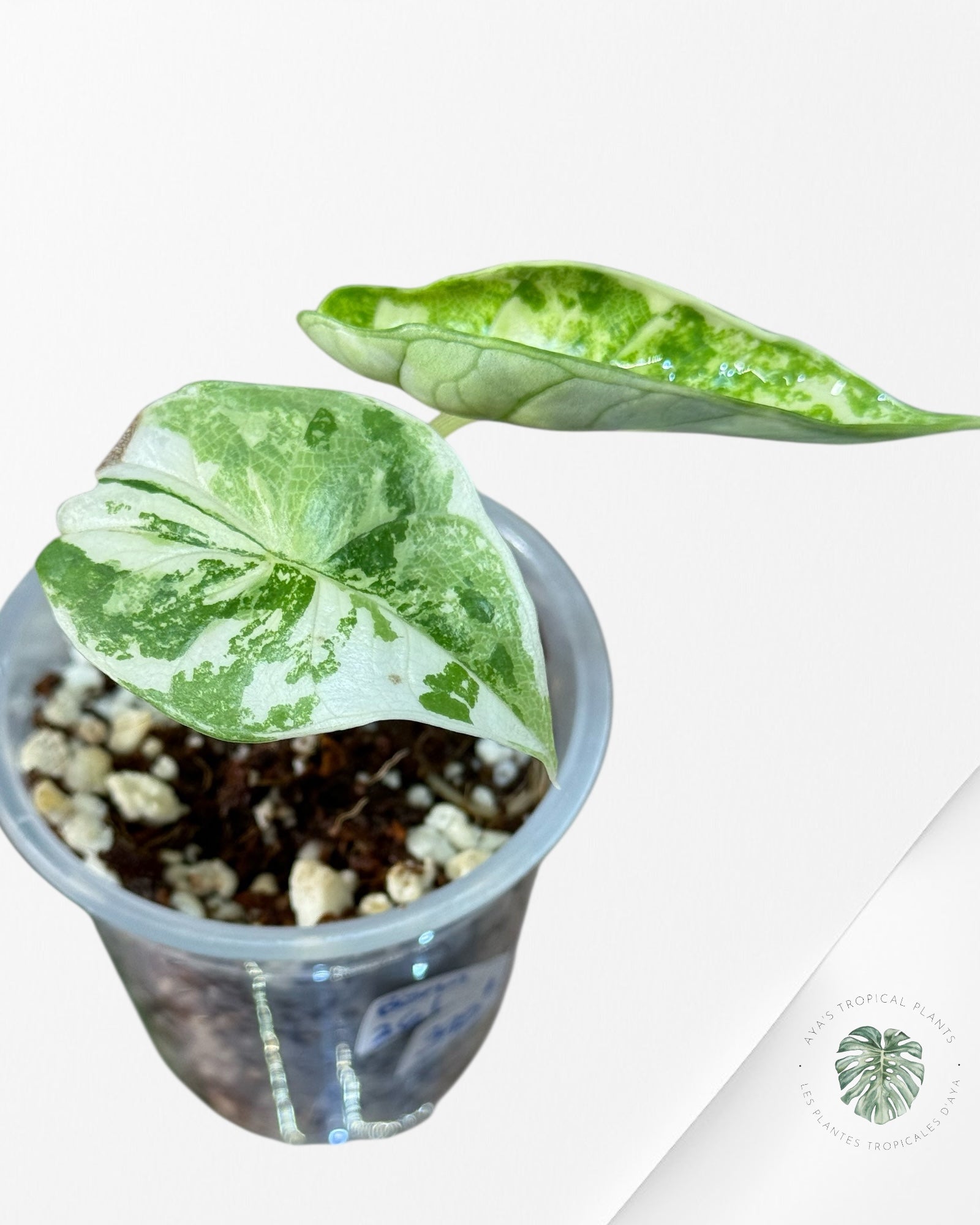 Alocasia Bisma sp. 'Platinum' Albo Variegated - 2612