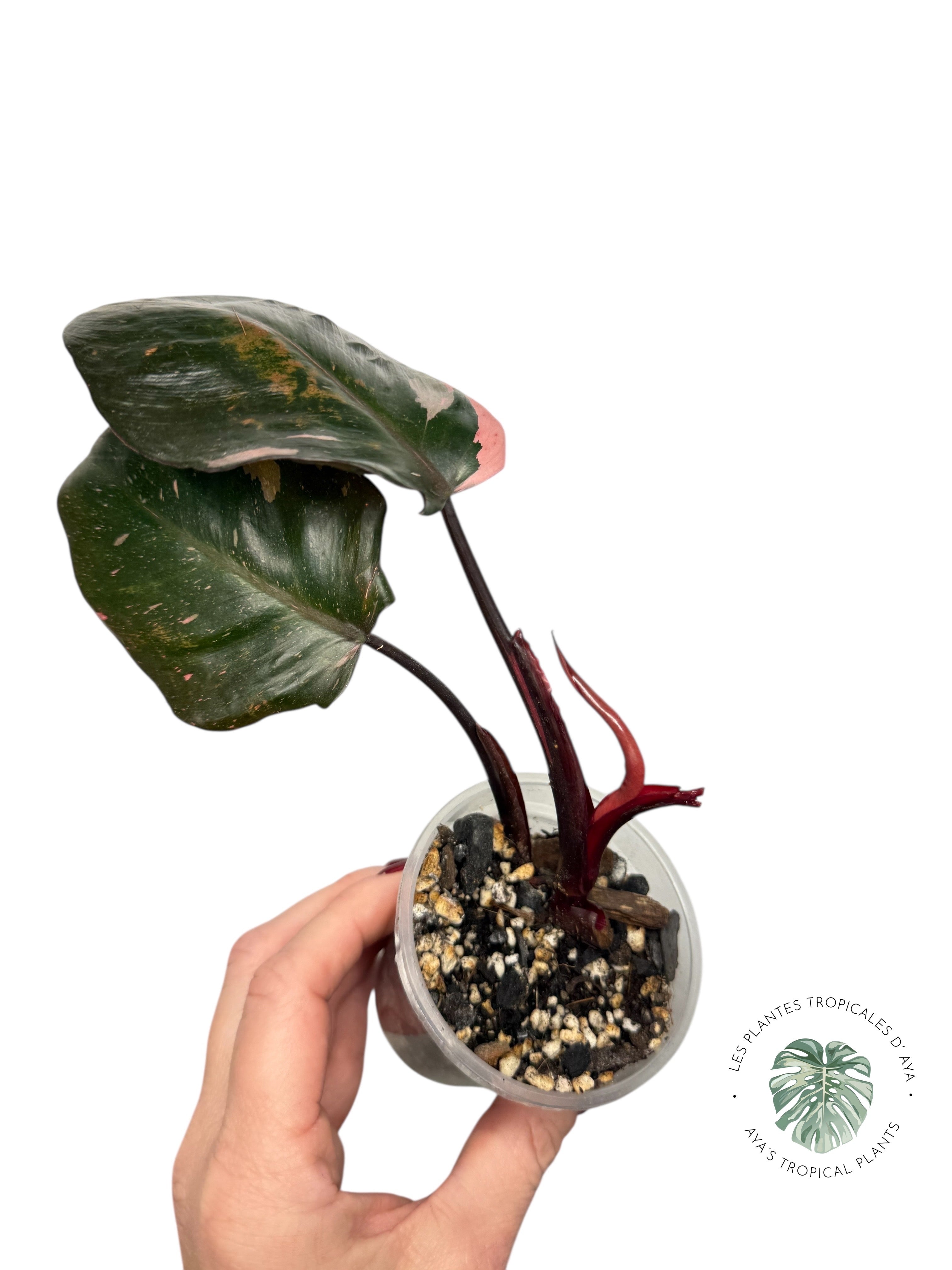 Philodendron 'Pink Princess' Marble King | Aracée | Plantes tropicales d'Aya