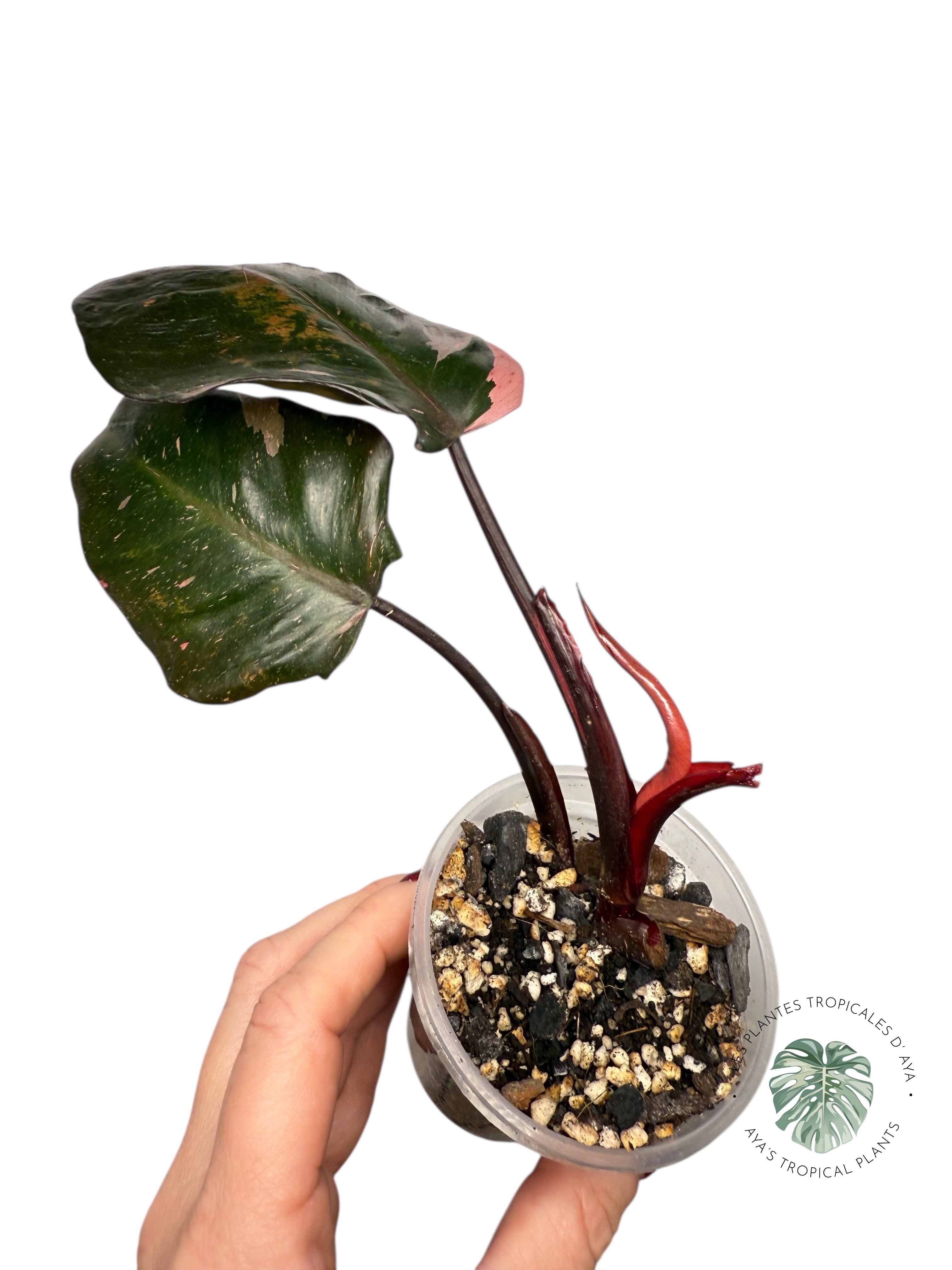 Philodendron 'Pink Princess' Marble King | Aracée | Plantes tropicales d'Aya