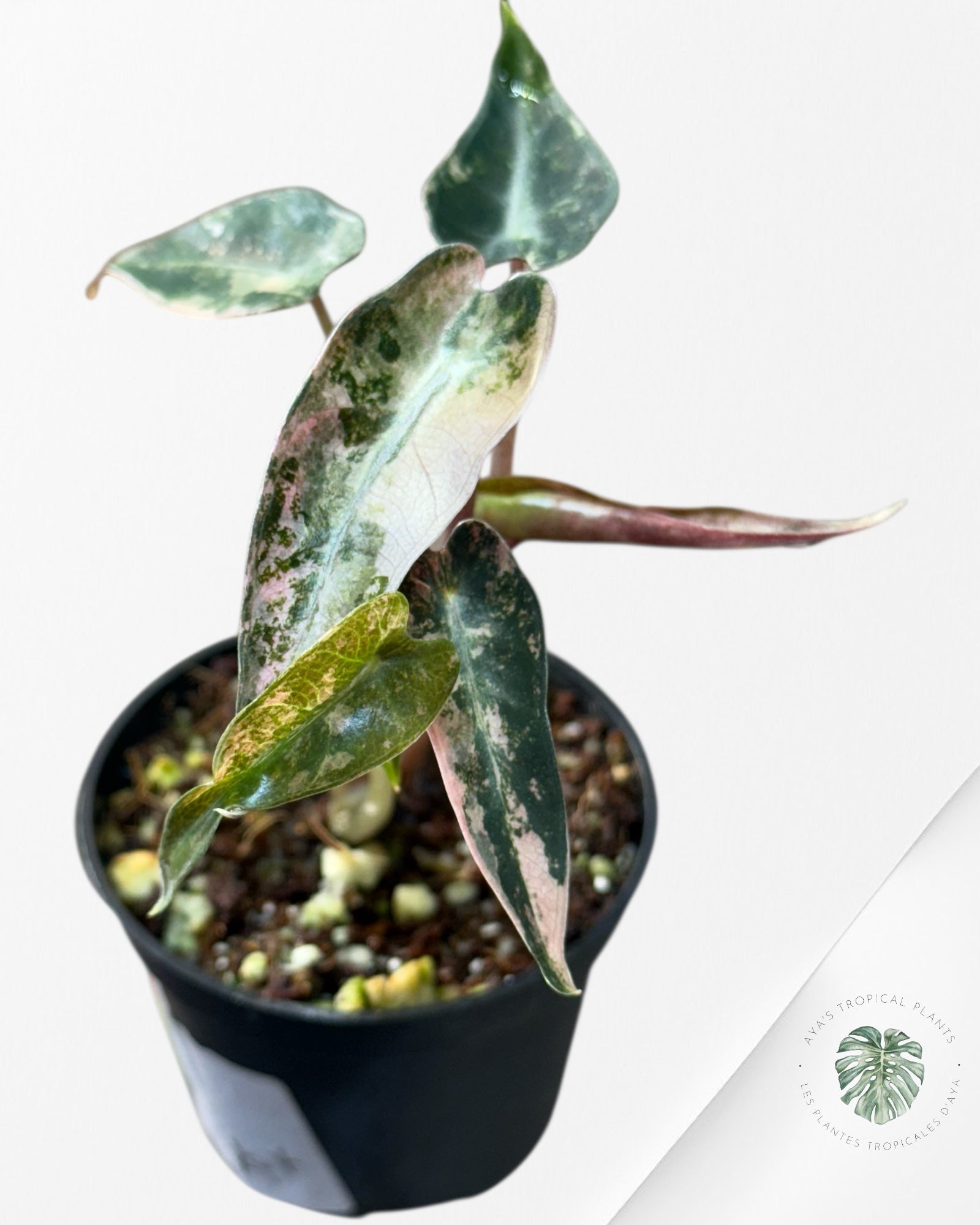 Alocasia Bambino Variegated (Aurea) - TC15