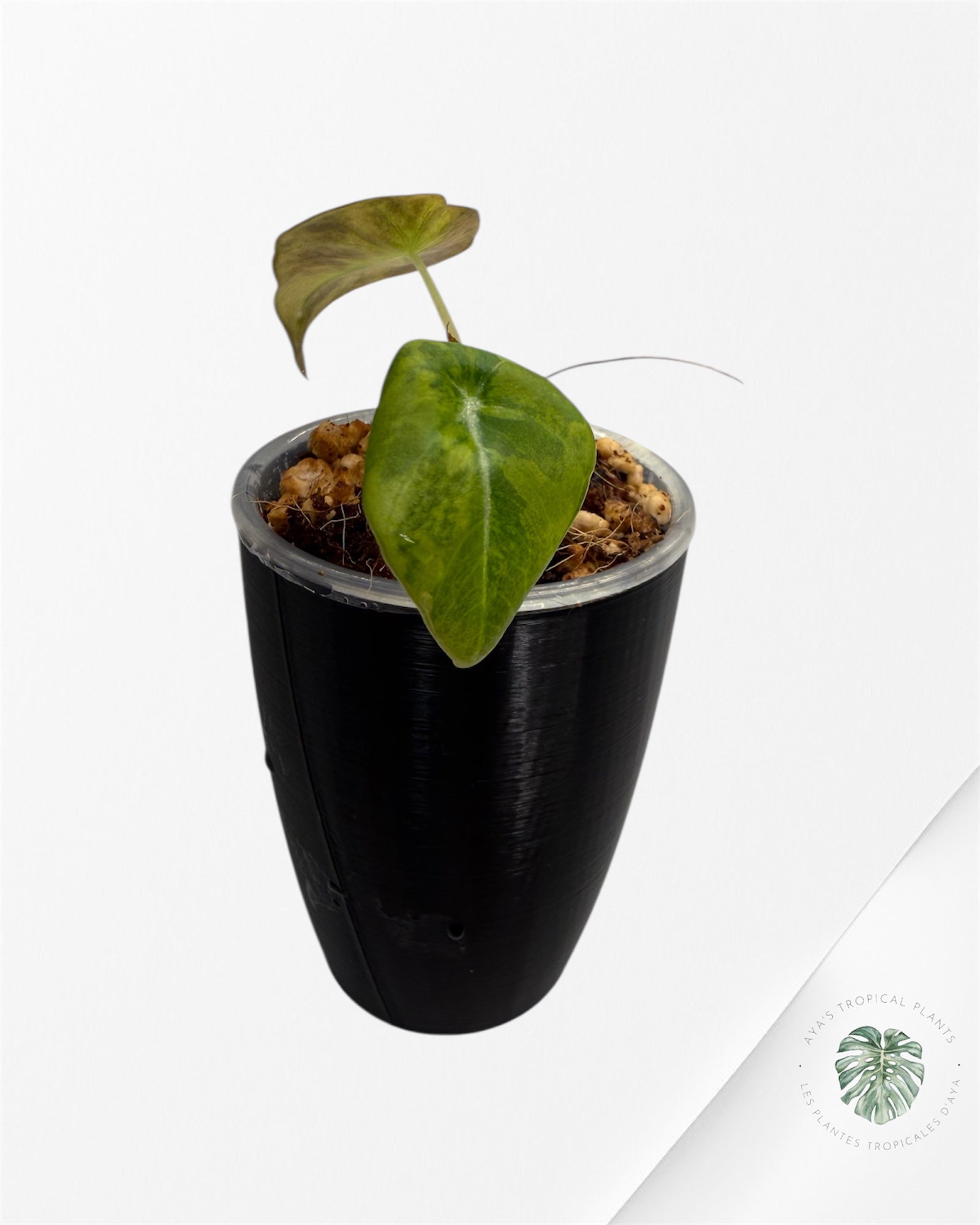 Alocasia Black Velvet Aurea Variegated
