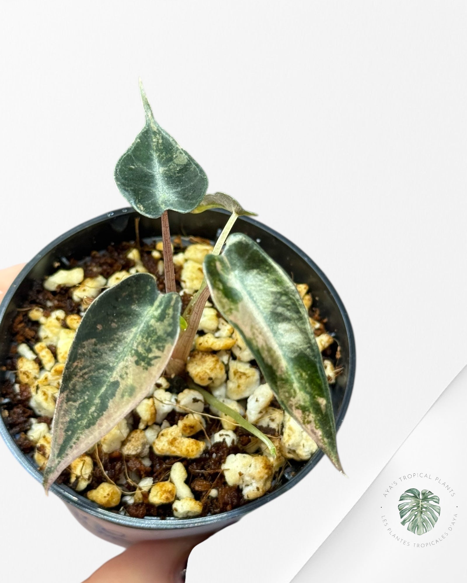 Alocasia Bambino Variegated (Aurea) - TC11