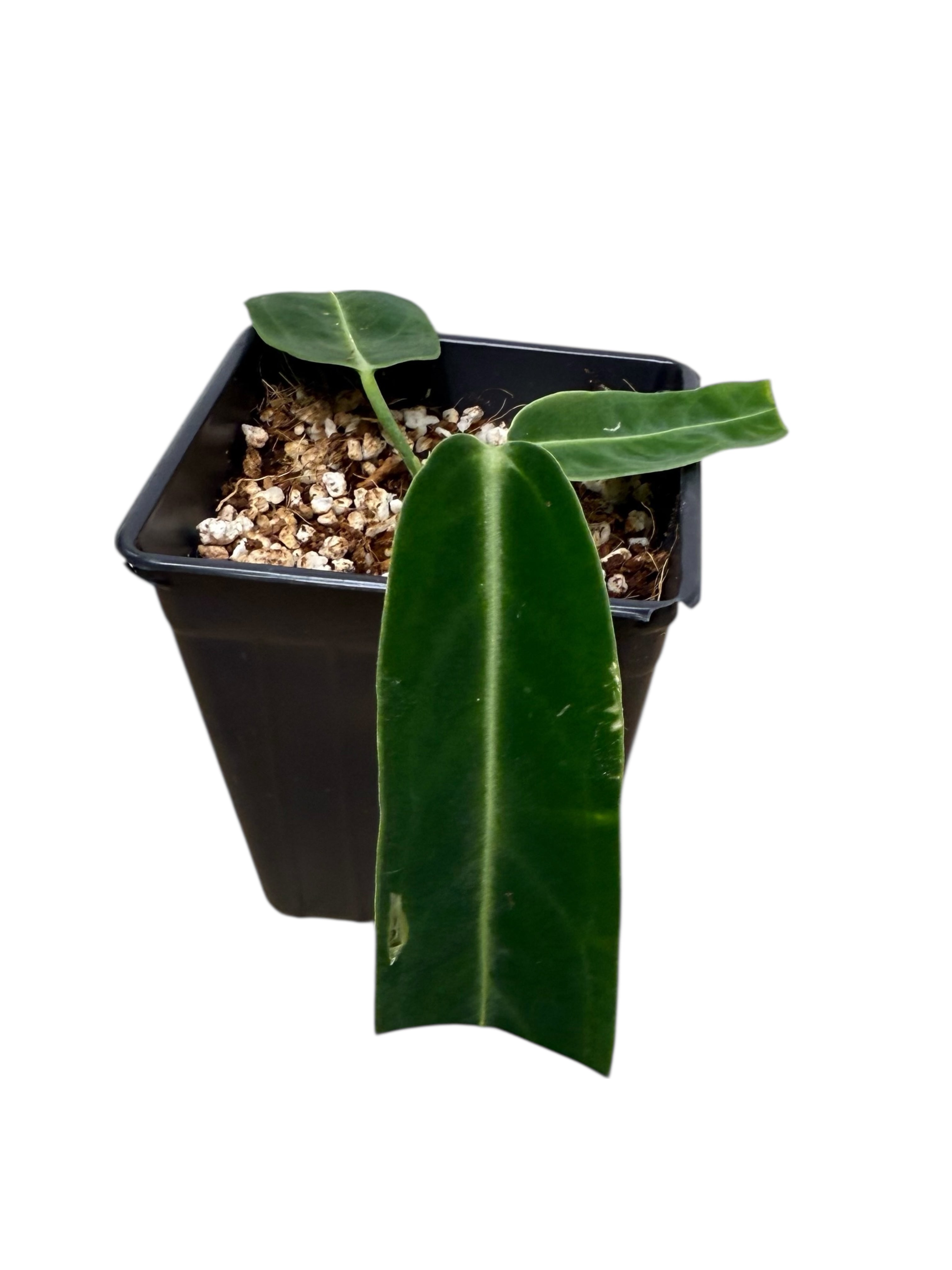 Anthurium Warocqueanum  |Rare Aroid| Aya's Tropical Plants