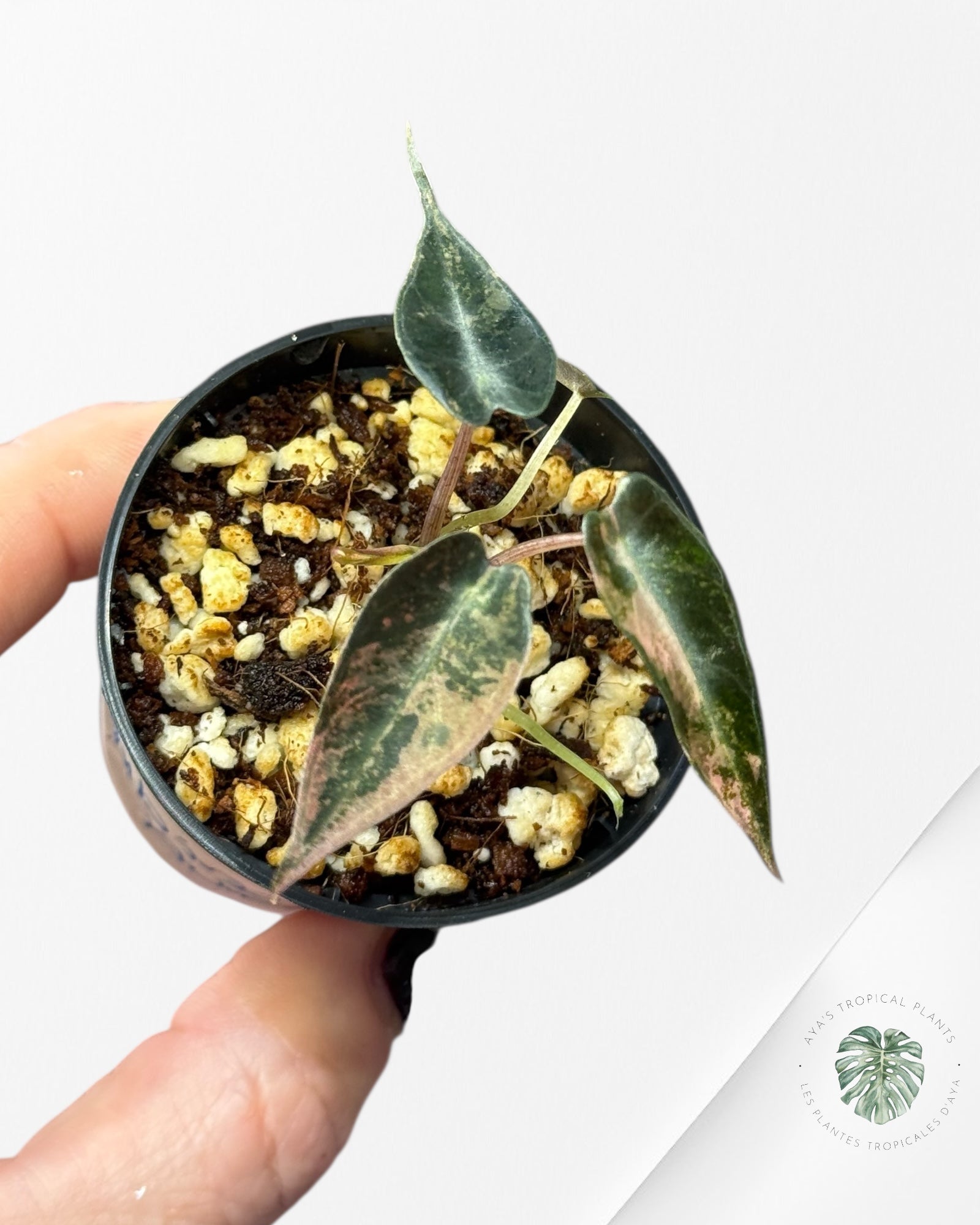 Alocasia Bambino Variegated (Aurea) - TC11