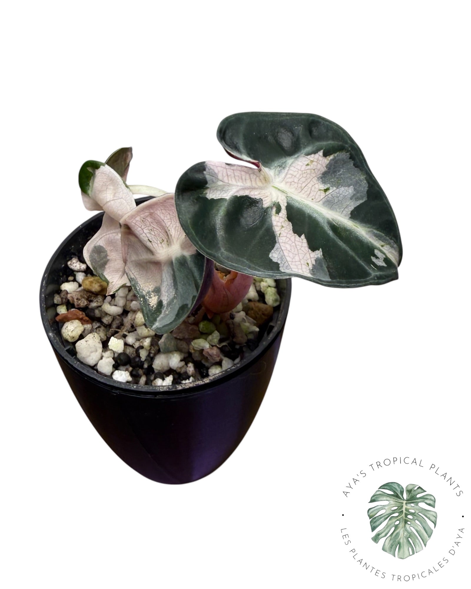 Alocasia Heart Balloon rose panaché