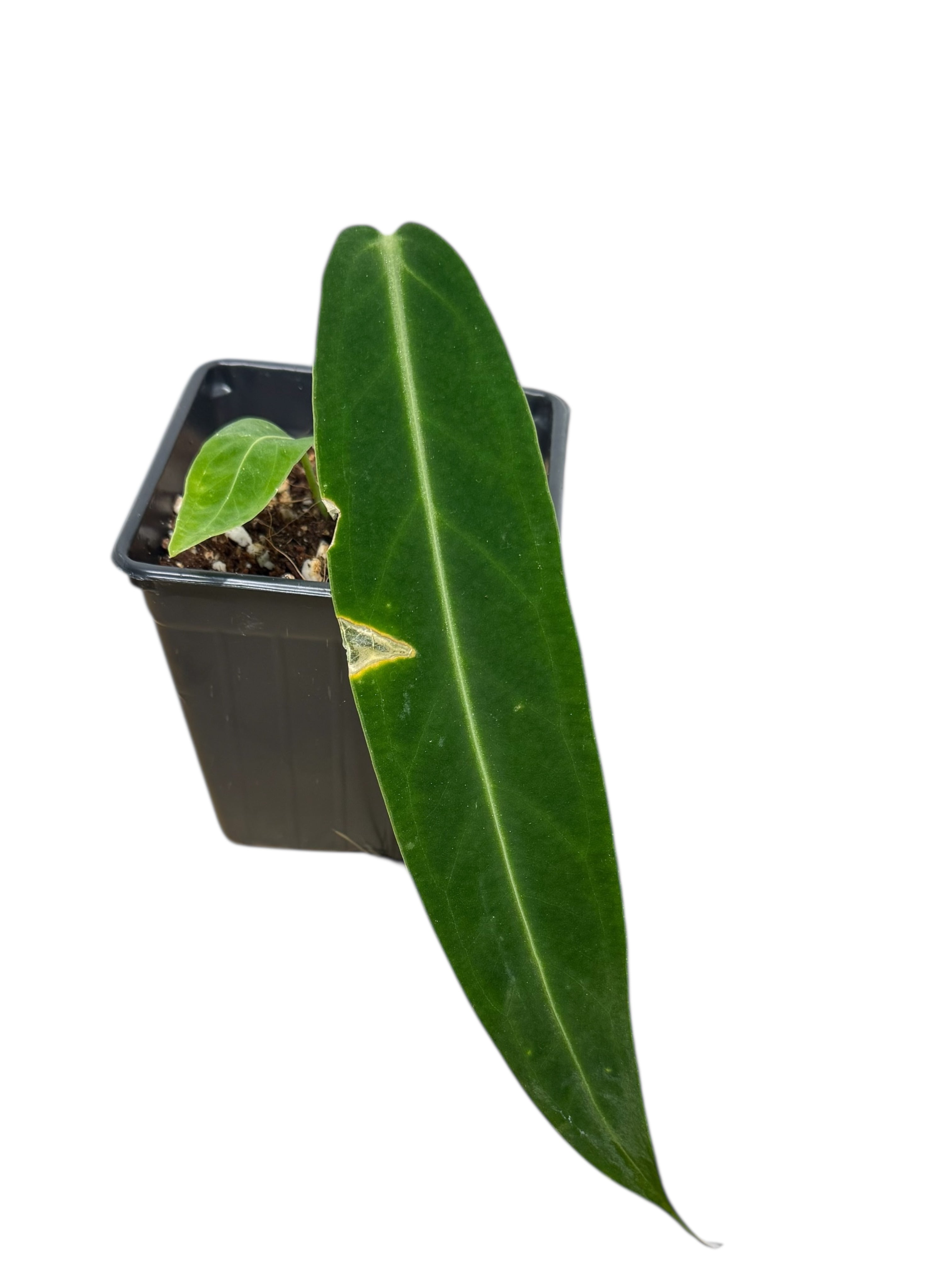 Anthurium Warocqueanum  |Rare Aroid| Aya's Tropical Plants