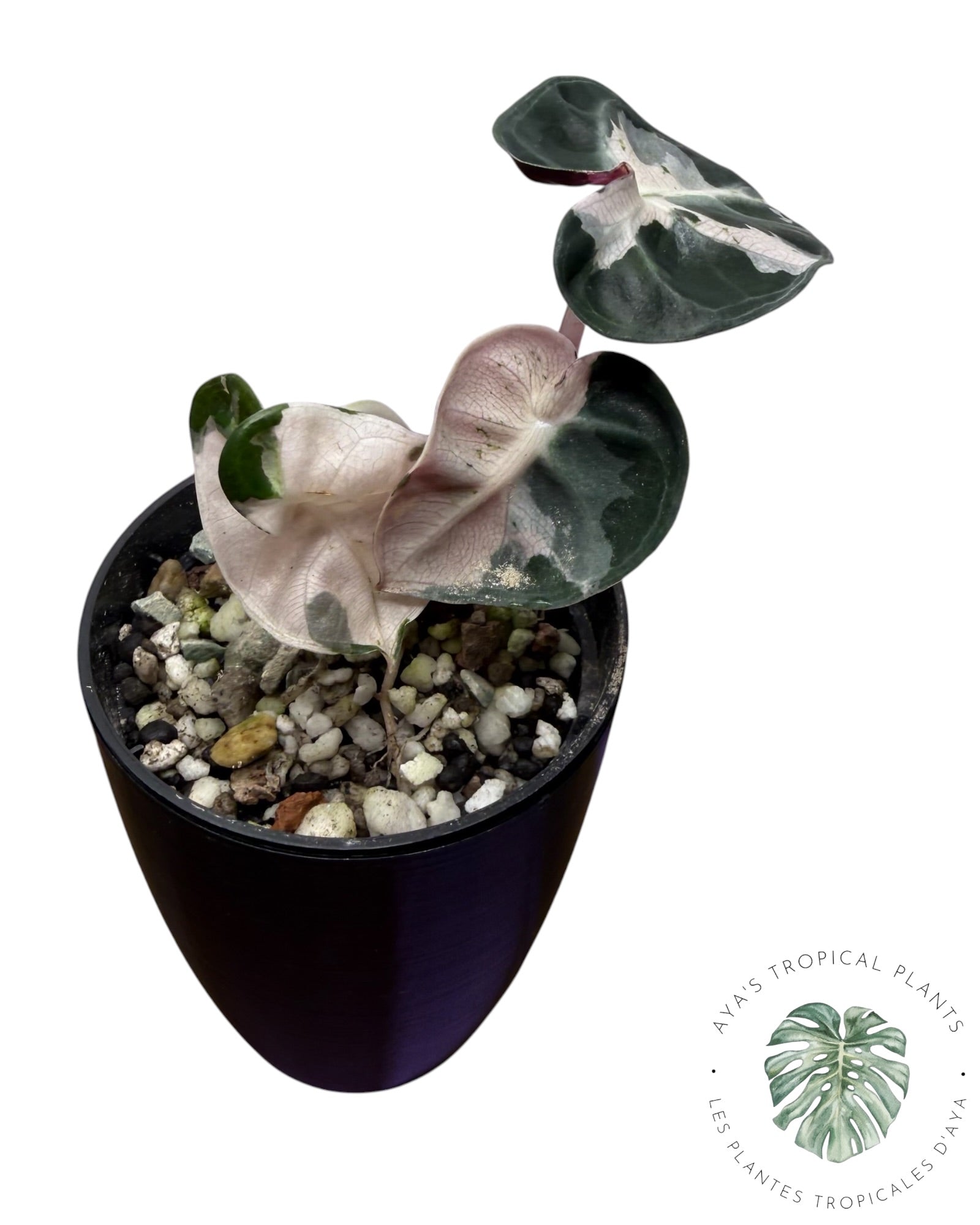 Alocasia Heart Balloon Pink variegated