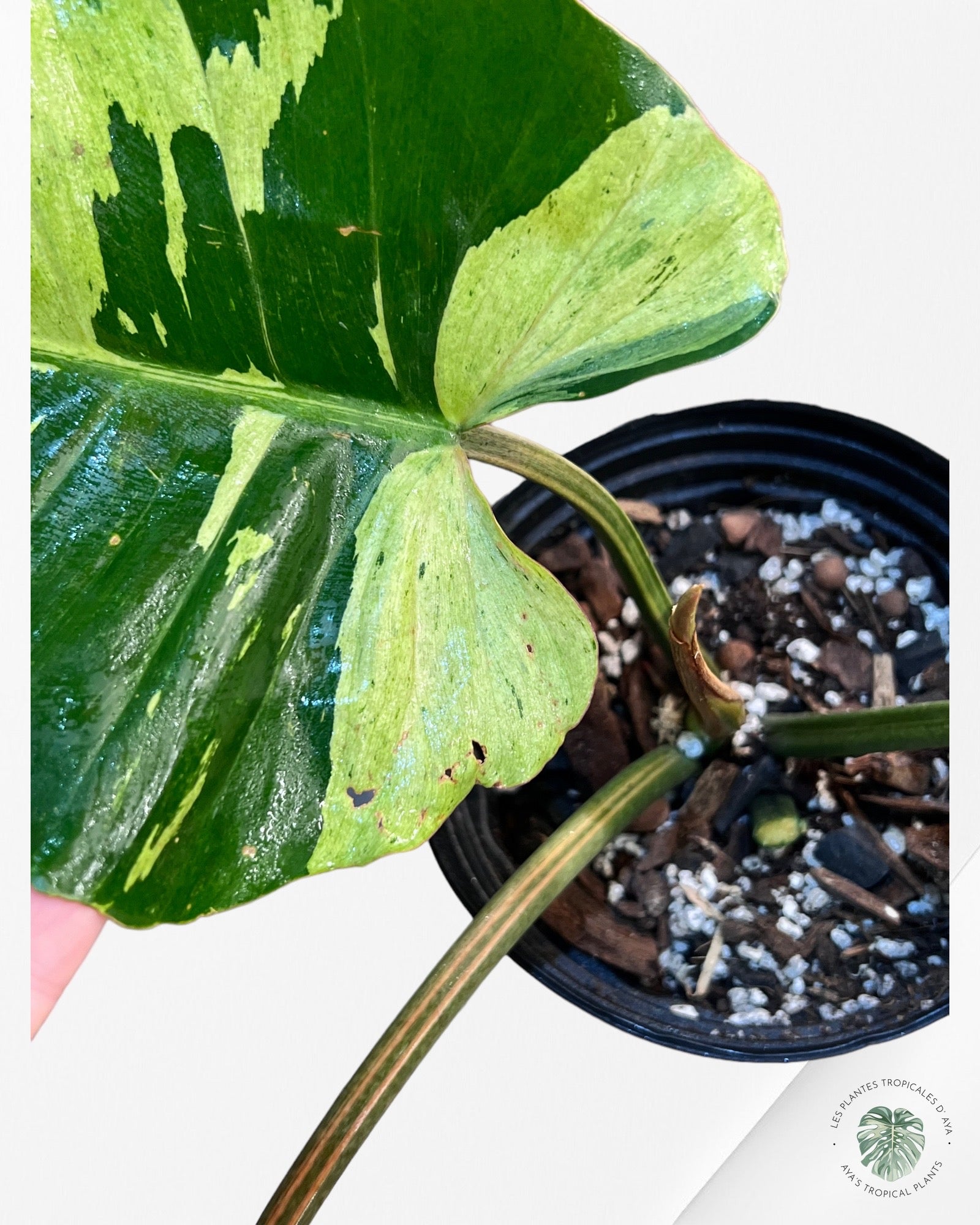 Philodendron Jungle Fever Variagated-7272