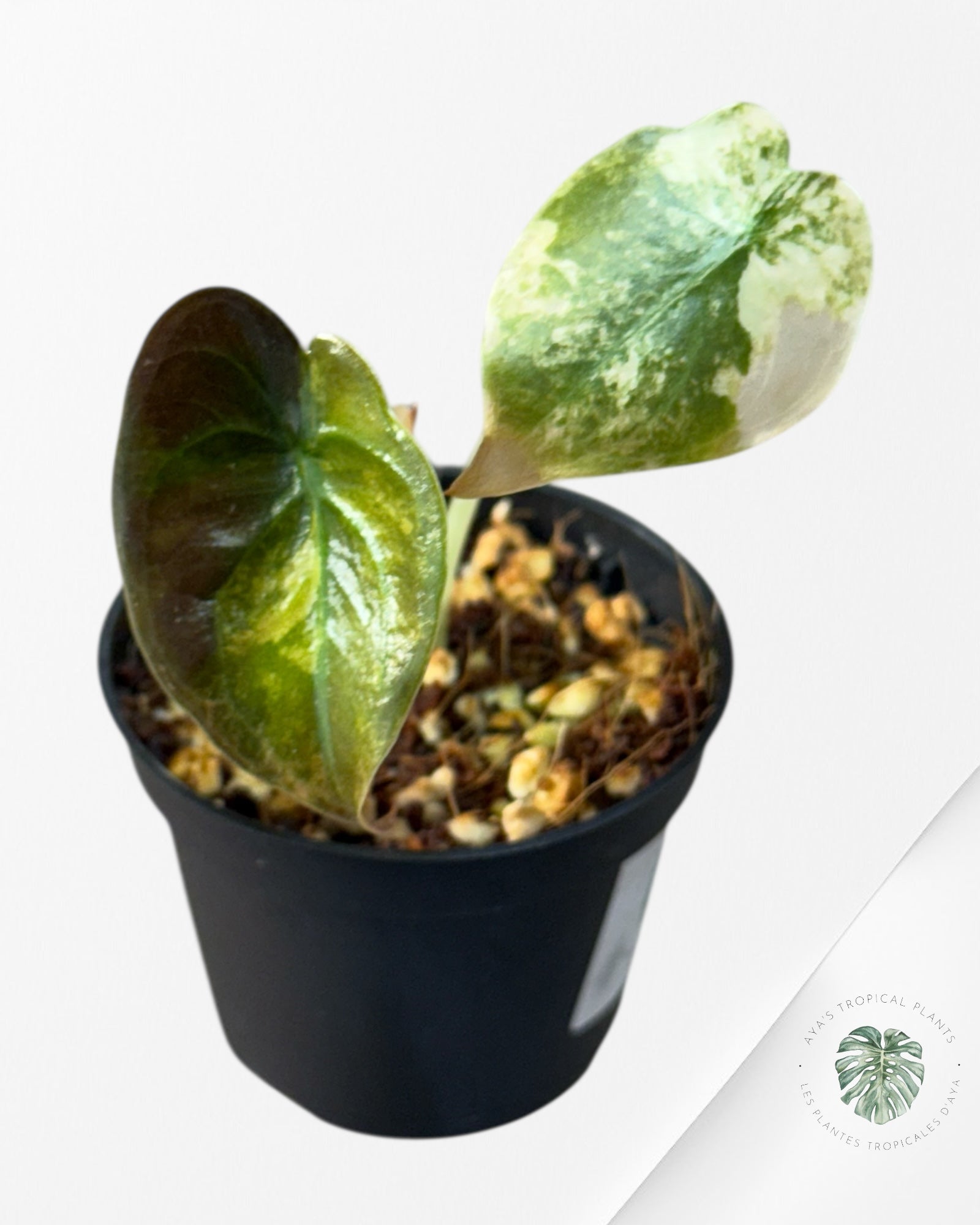Alocasia Cuprea Golden Latte - 01