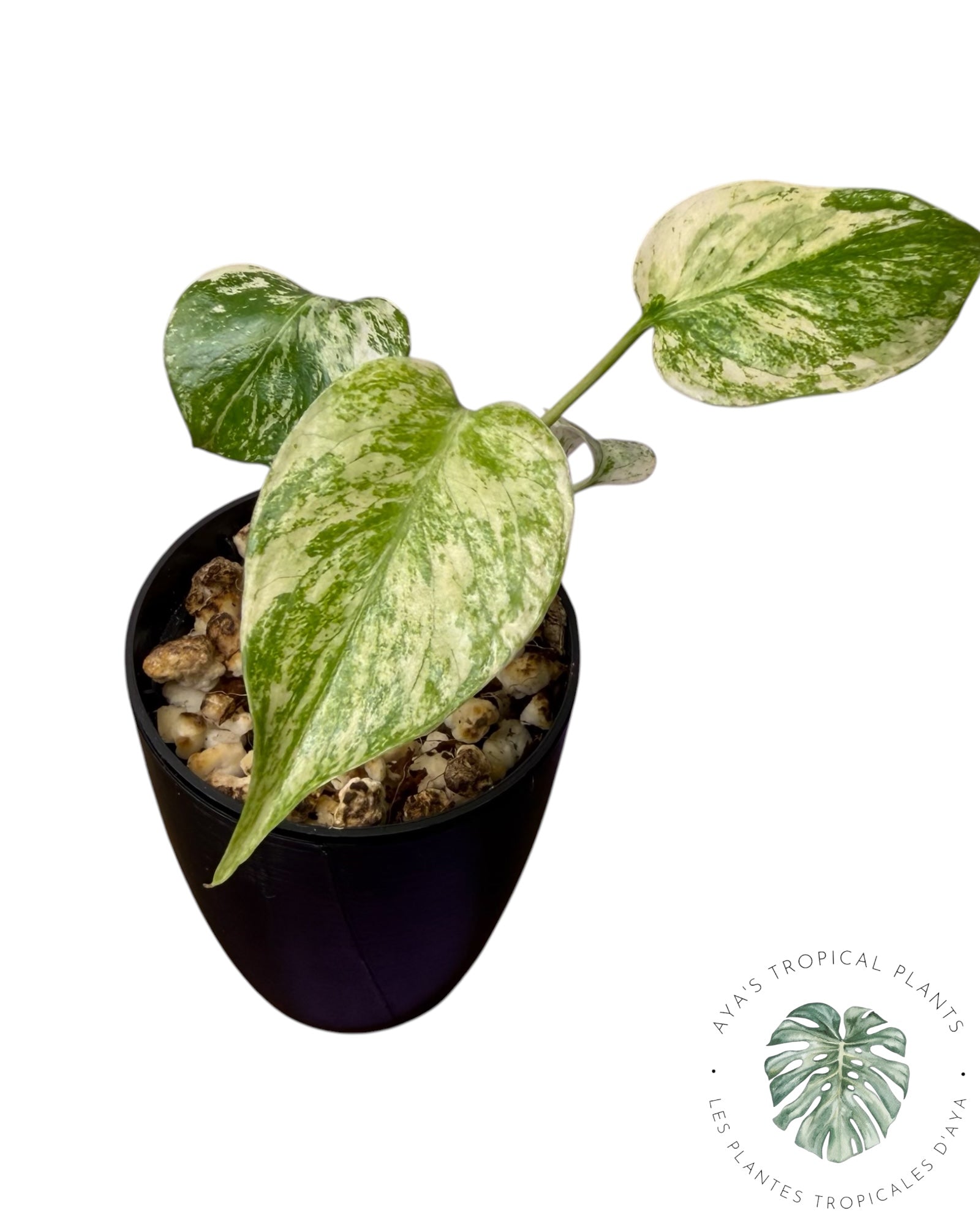 Monstera Deliciosa « Starlight »