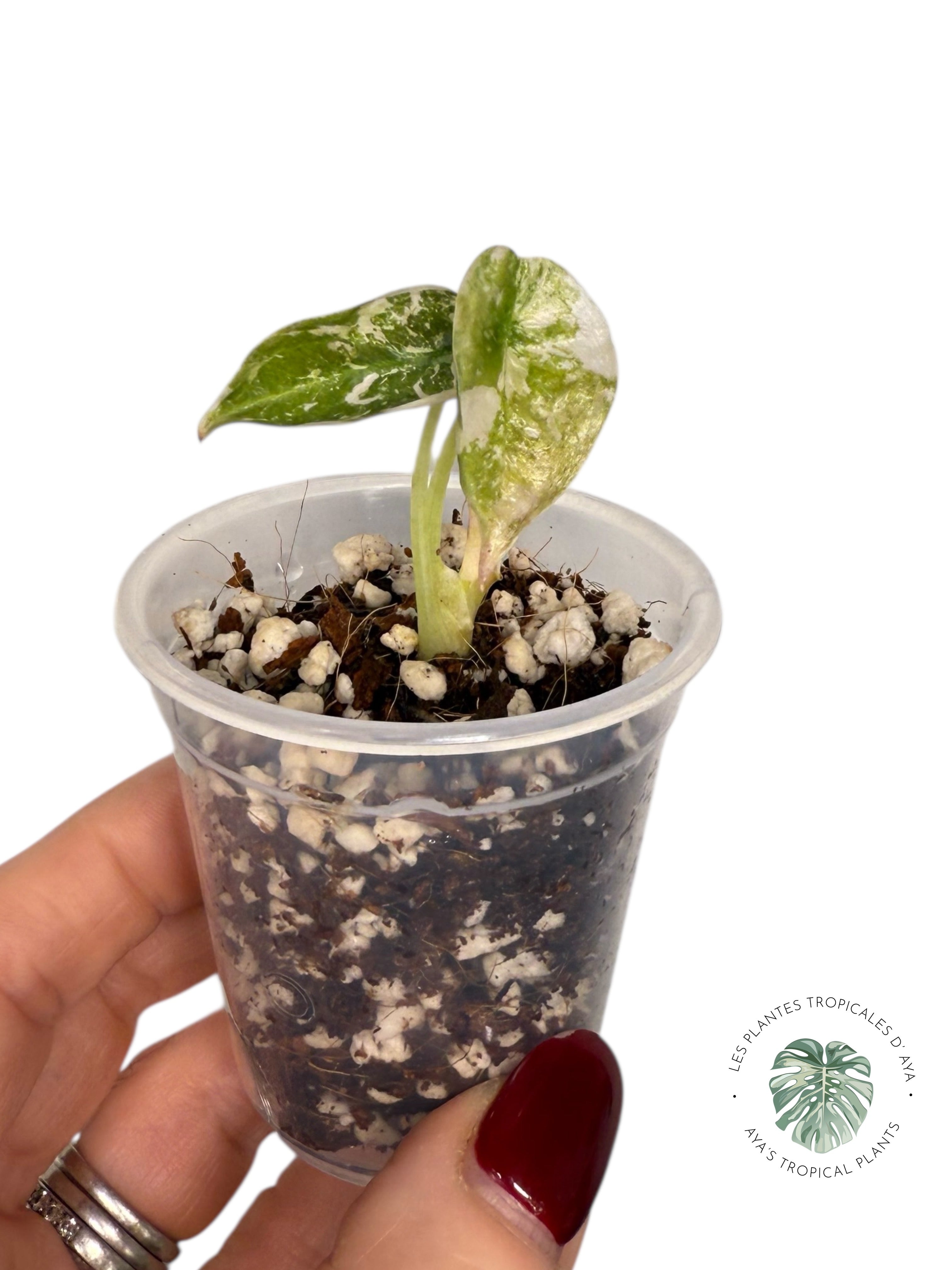 Alocasia Cuprea Pink Variegated | Rare TC Plant| Aya's Tropical Plants