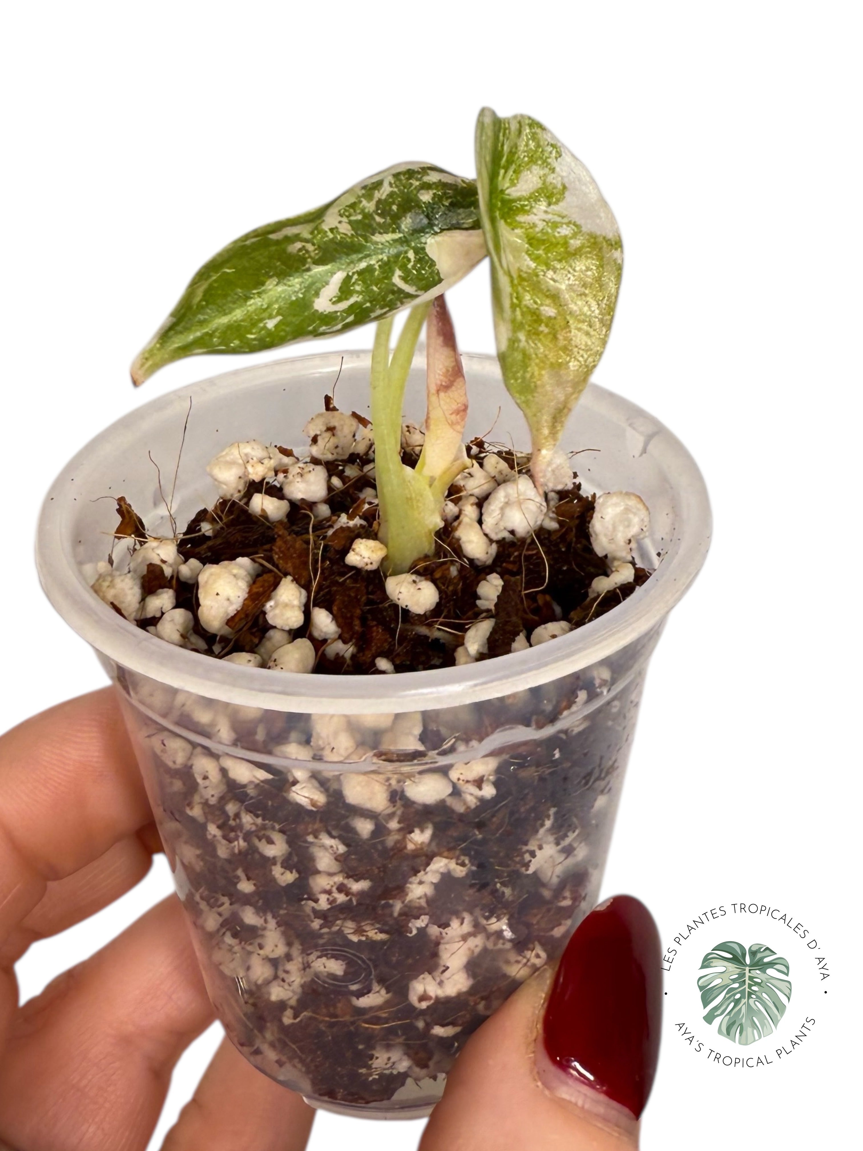 Alocasia Cuprea Pink Variegated | Rare TC Plant| Aya's Tropical Plants