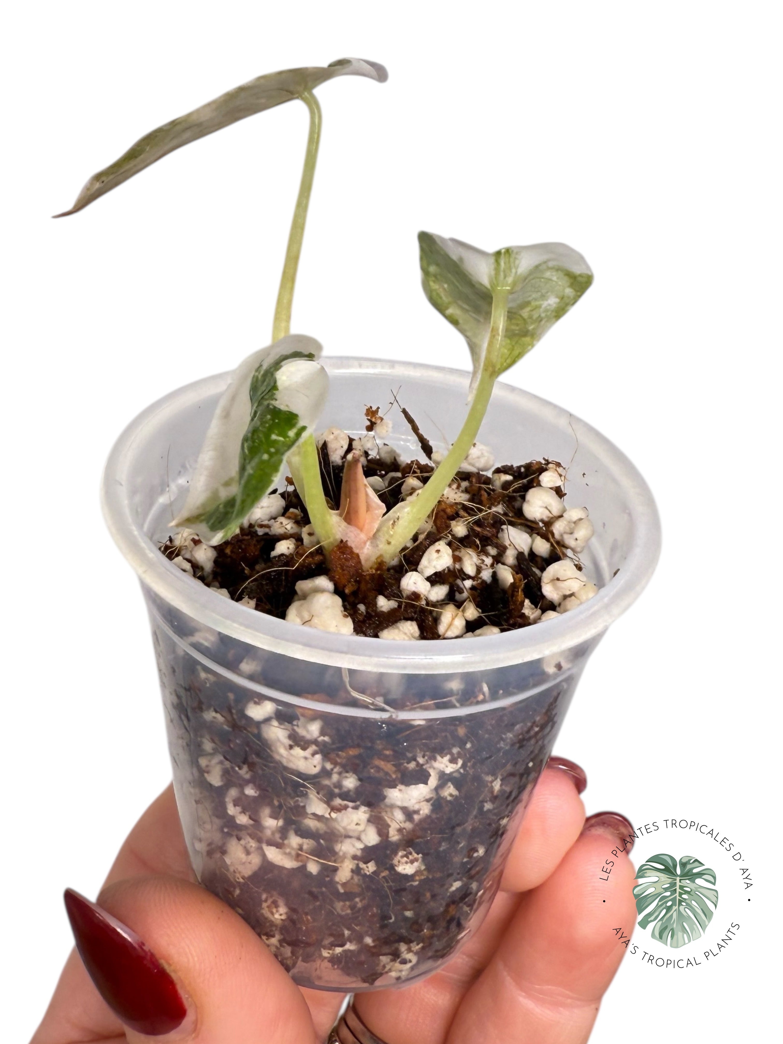 Alocasia Cuprea Pink Variegated | Rare TC Plant| Aya's Tropical Plants