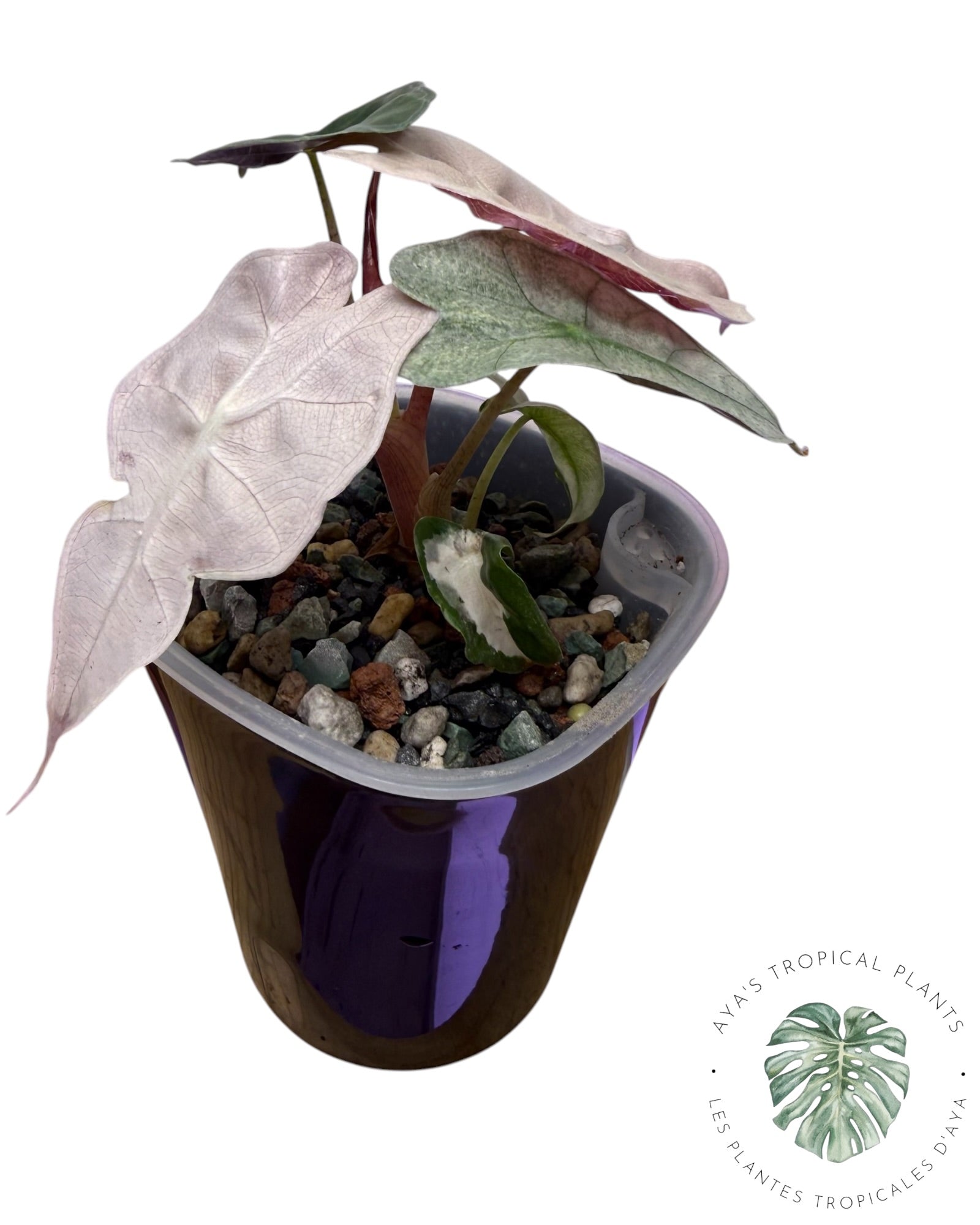 Alocasia Polly Lava Variegated