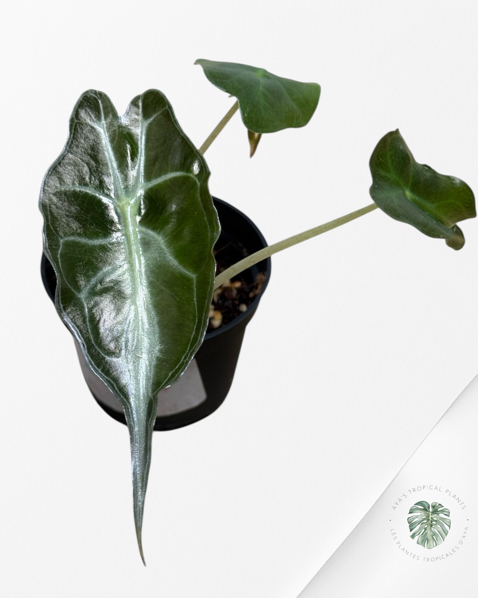 Alocasia Venom-290