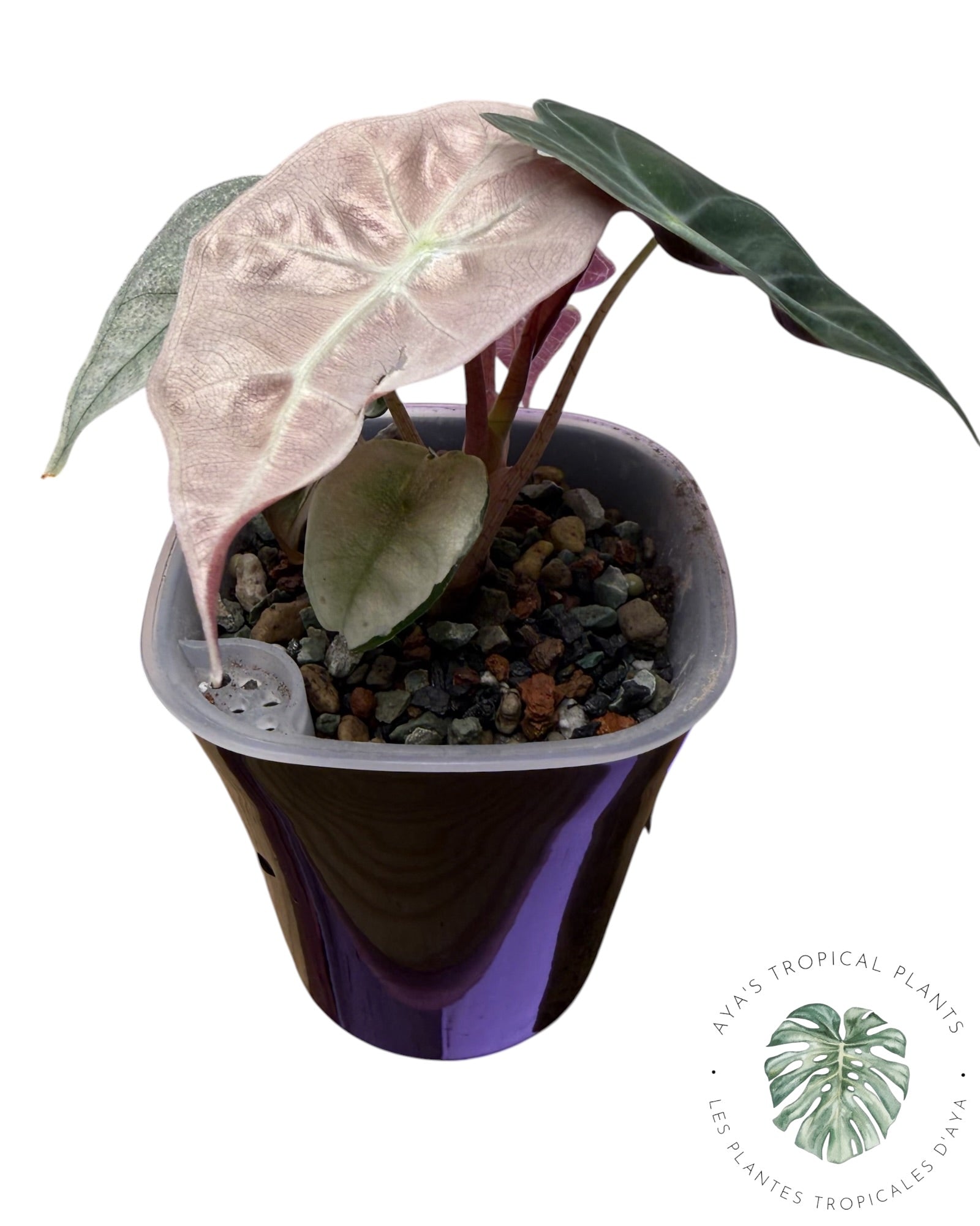 Alocasia Polly Lava Variegated