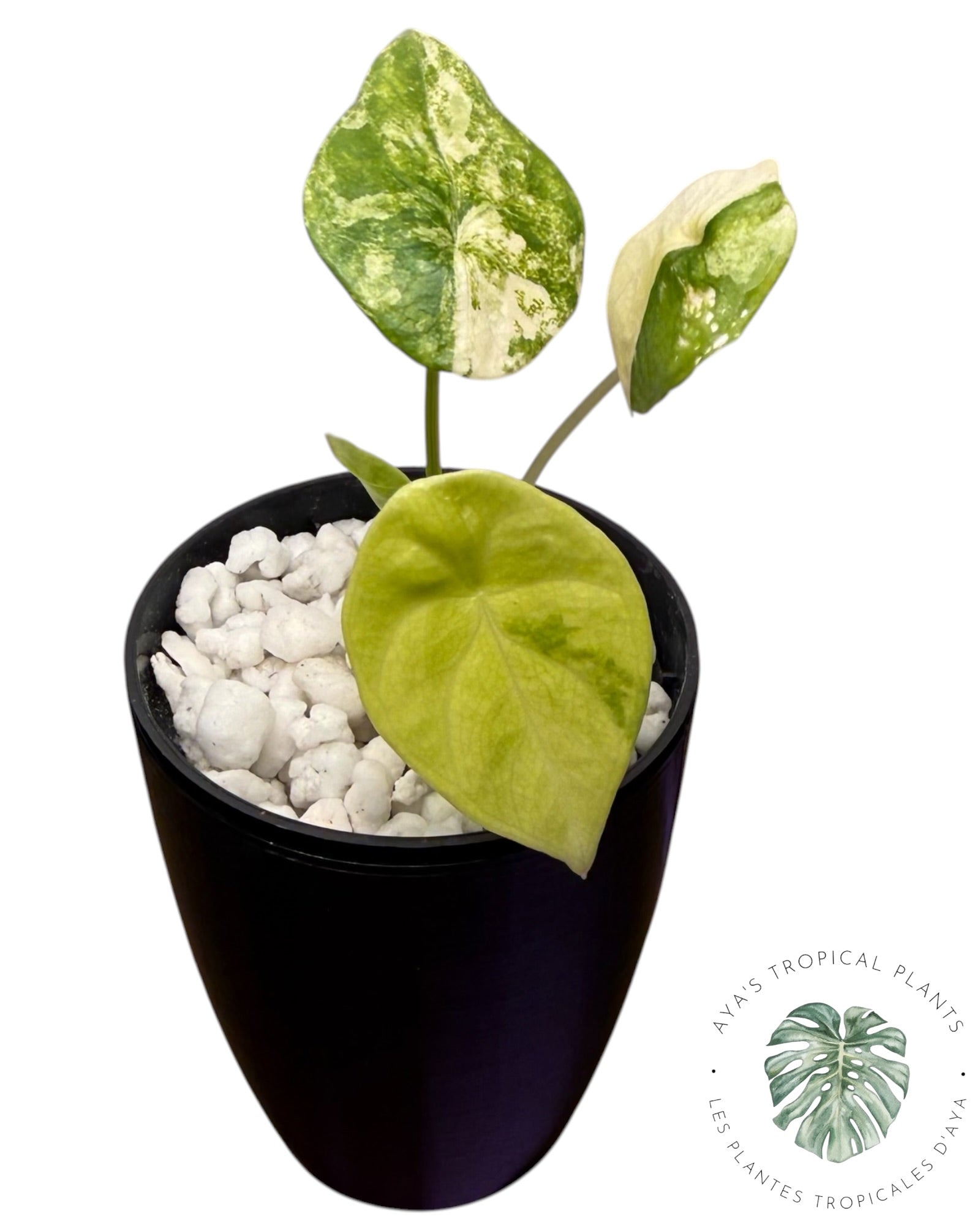 Alocasia Sinuata Aurea Variegated