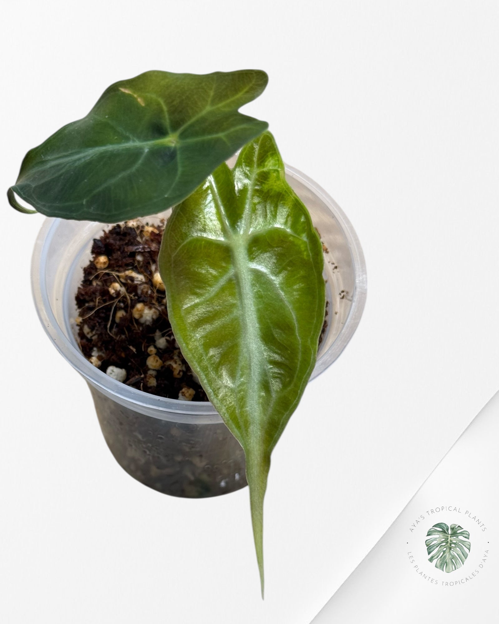 Alocasia Venom-294