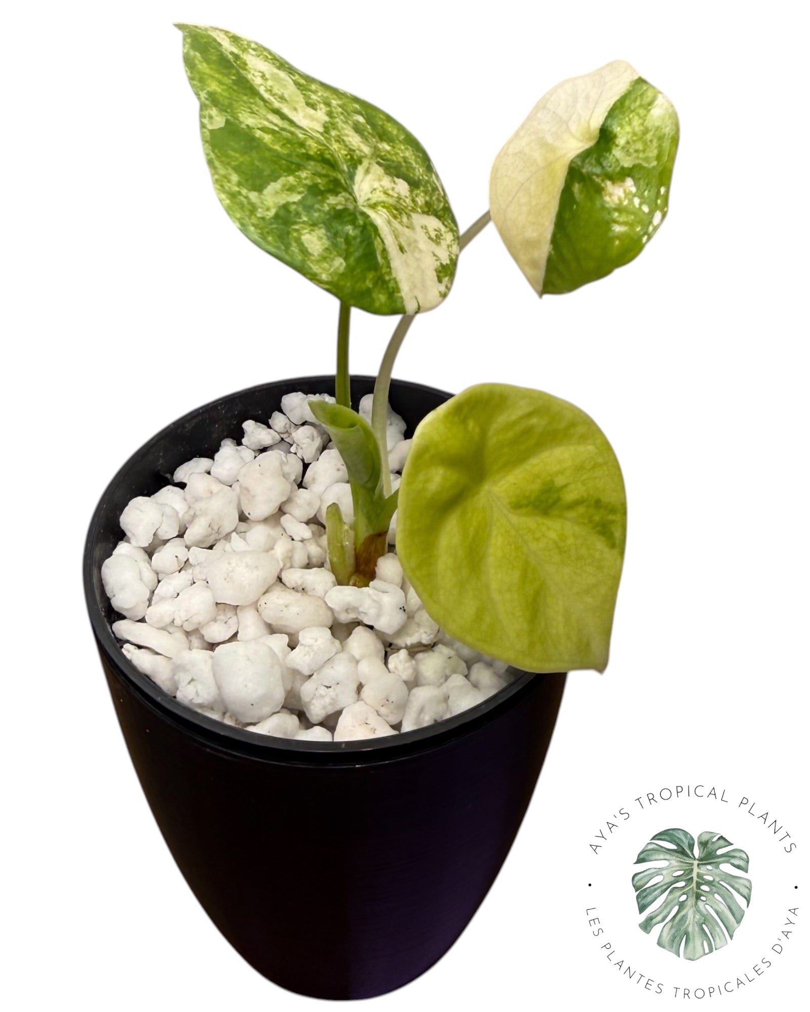 Alocasia Sinuata Aurea Variegated