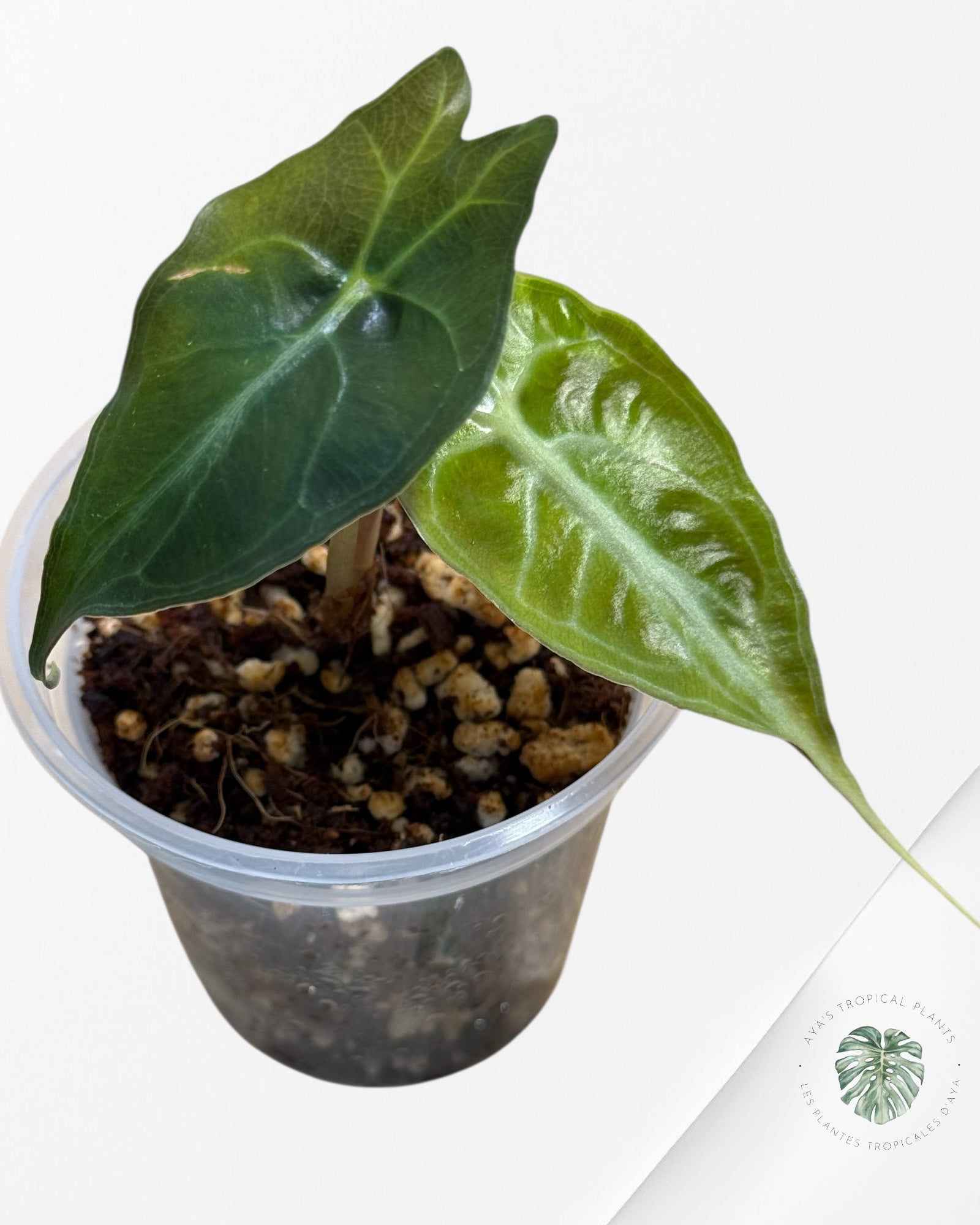 Alocasia Venom-294