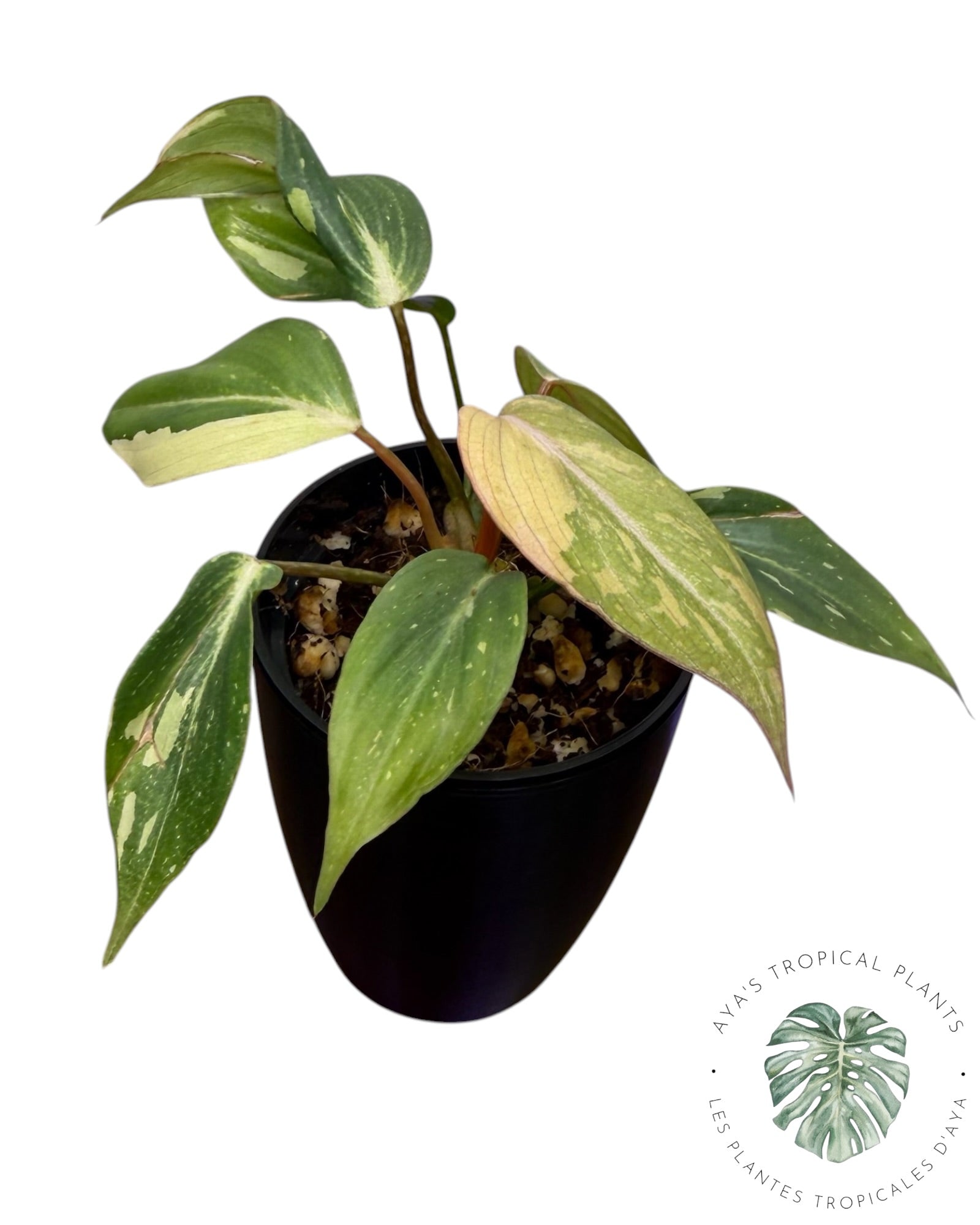 Philodendron Gloriosum Tricolor Variegated