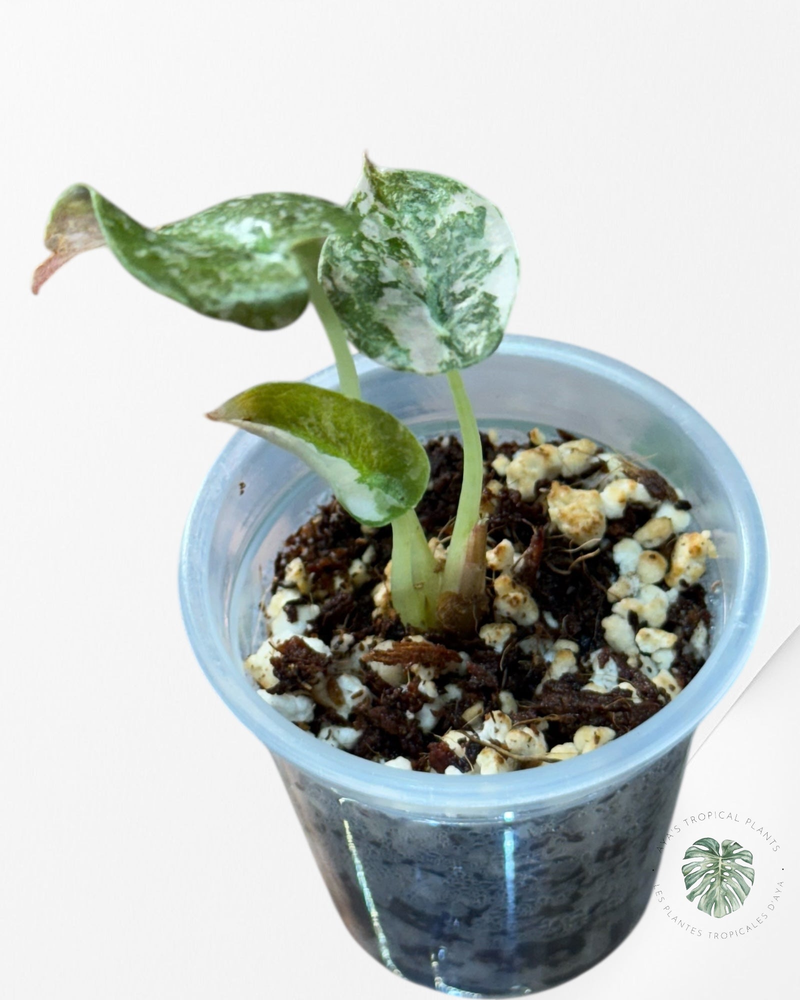 Alocasia Cuprea Pink Variegated-333