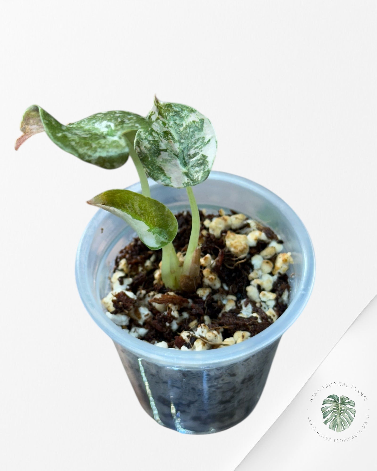 Alocasia Cuprea Pink Variegated-333