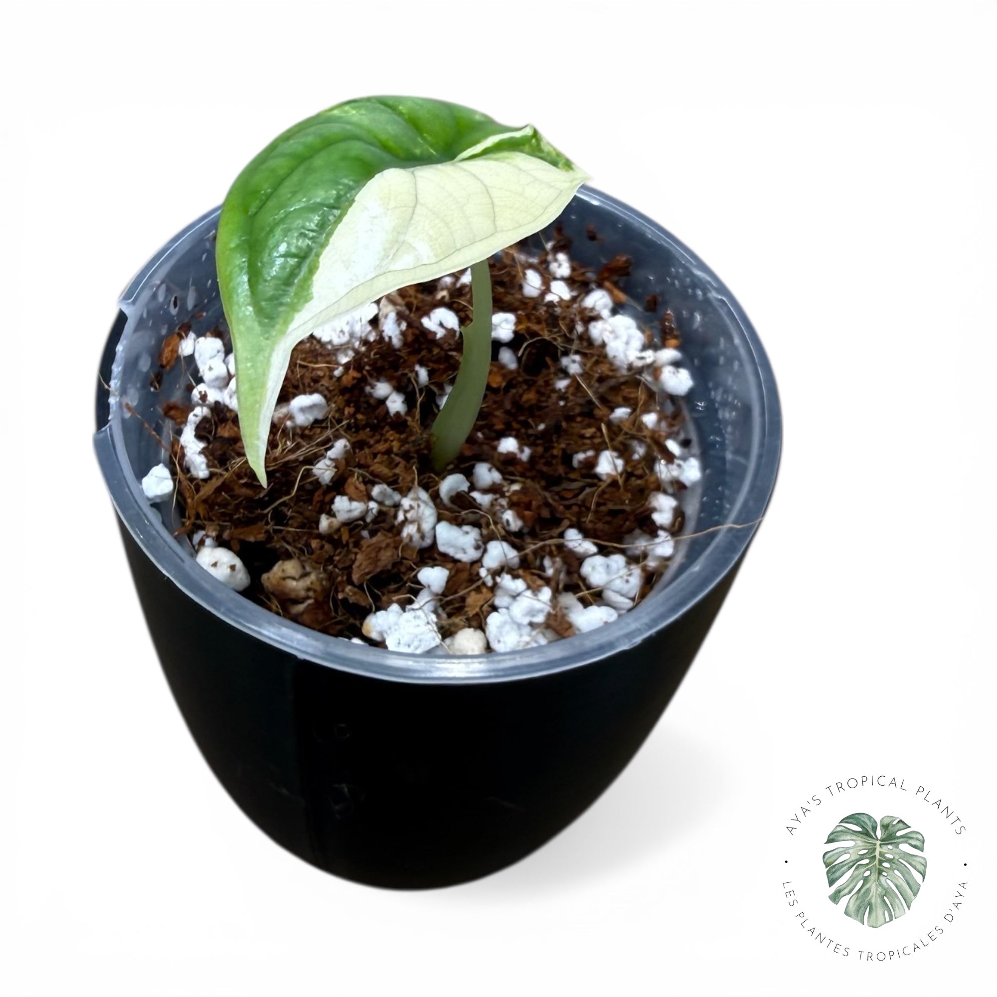 Alocasia Dragon Scale Albo Variegated (A Grade)