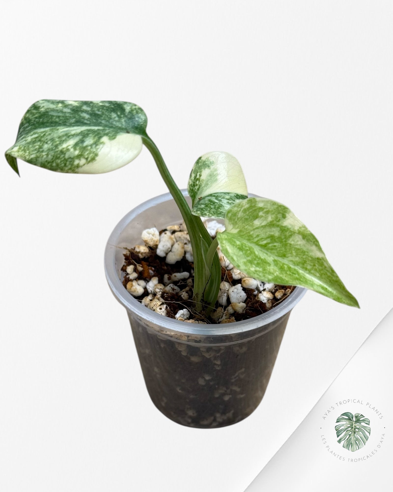 Monstera Legacy ( A grade)-350