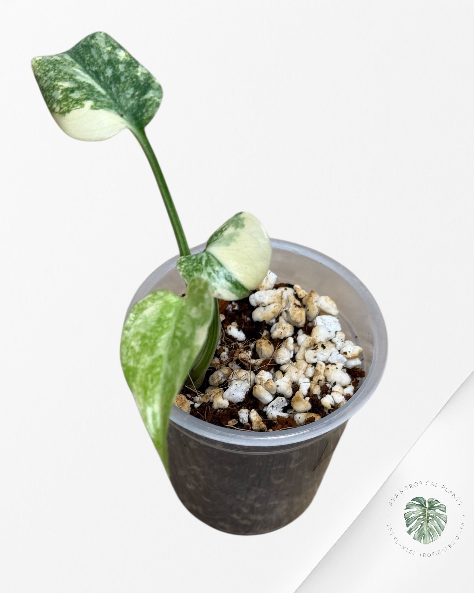 Monstera Legacy ( A grade)-350