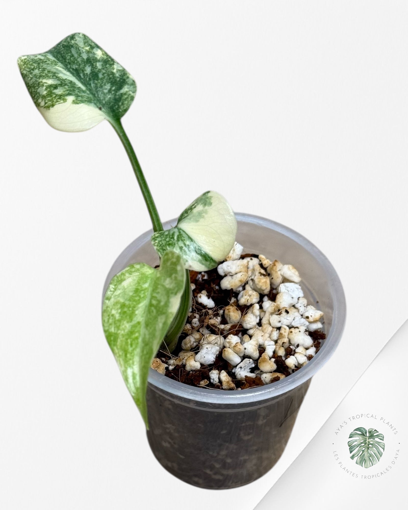 Monstera Legacy ( A grade)-350