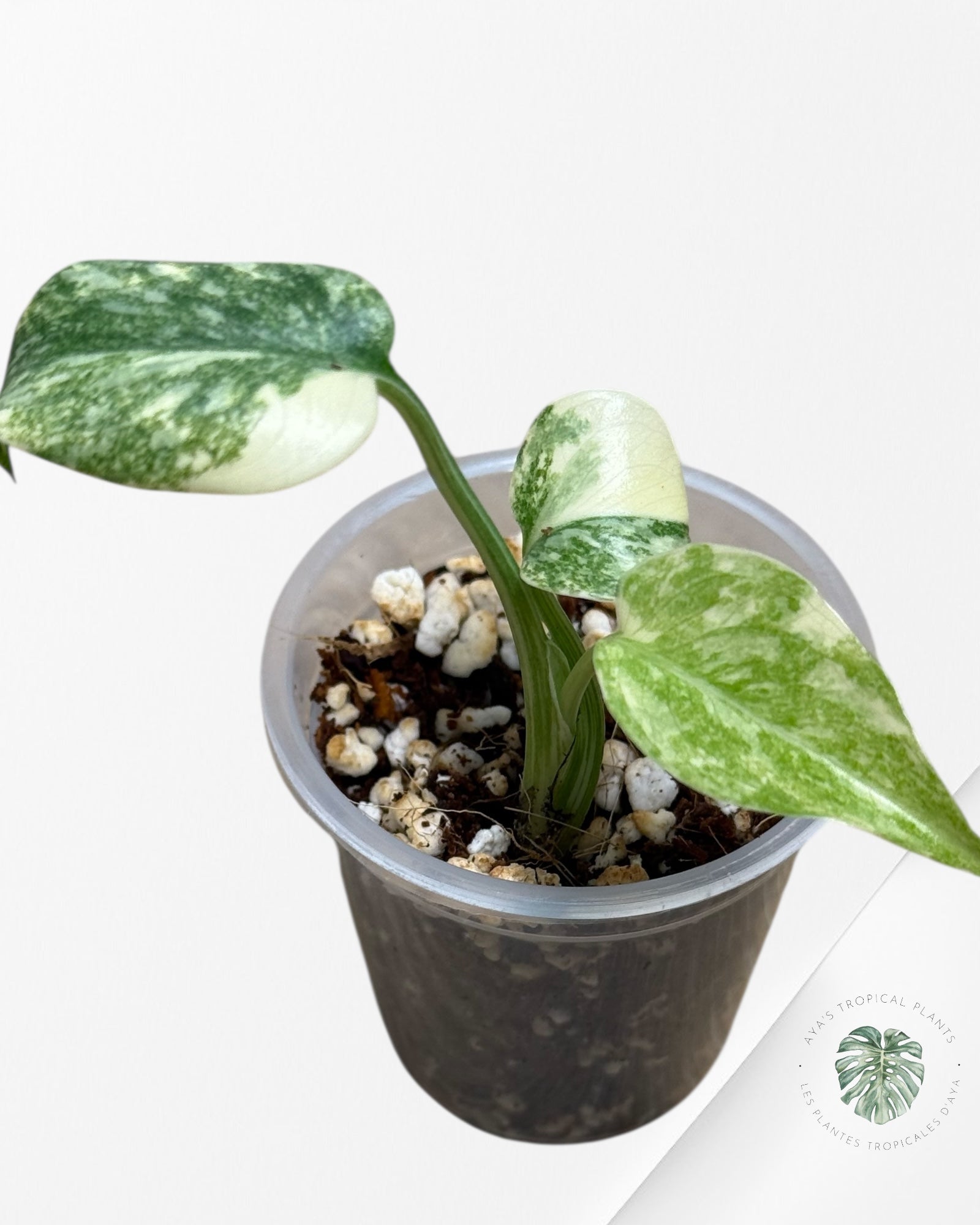 Monstera Legacy ( A grade)-350
