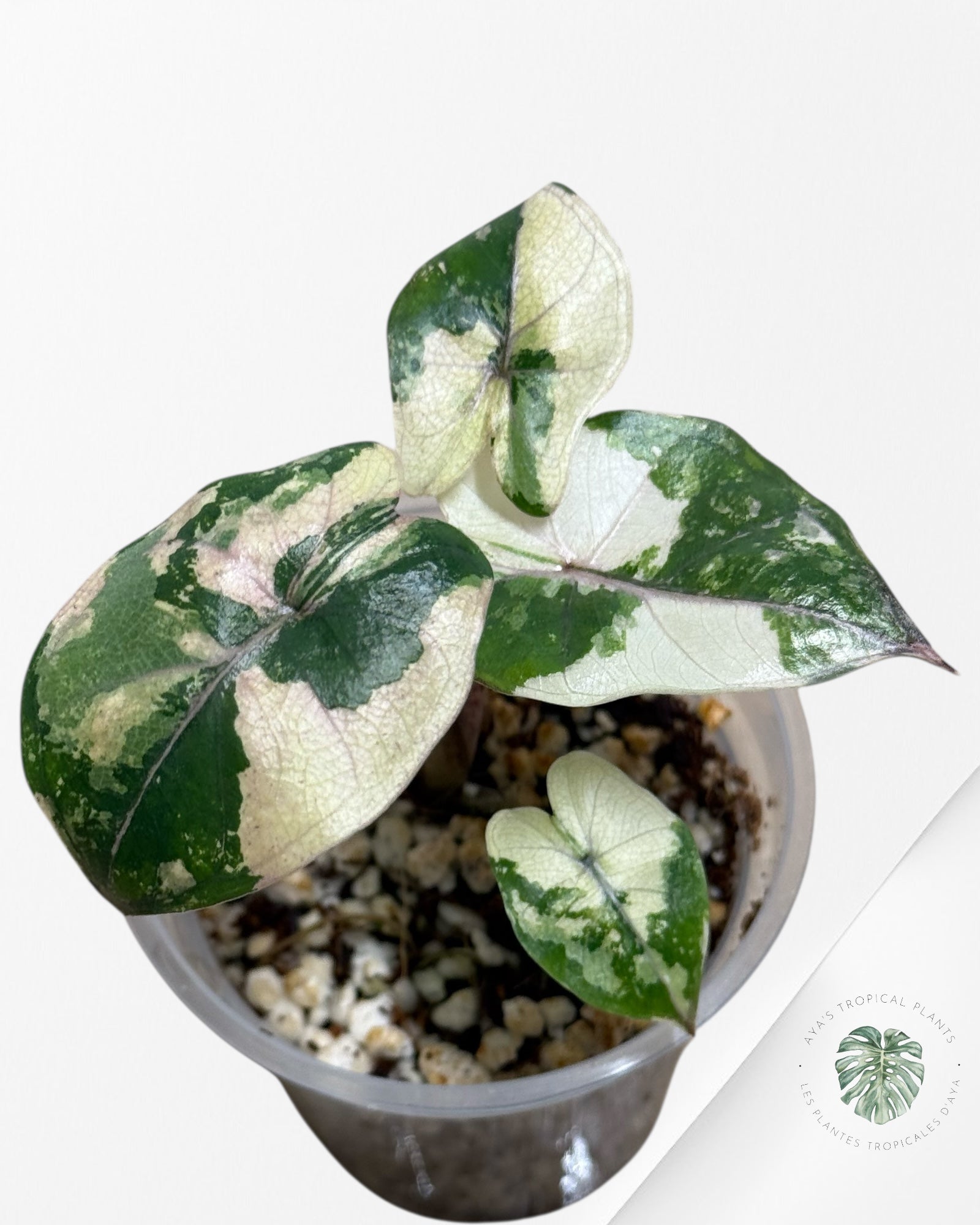 Alocasia Yucatan Princess Variegated- TC3