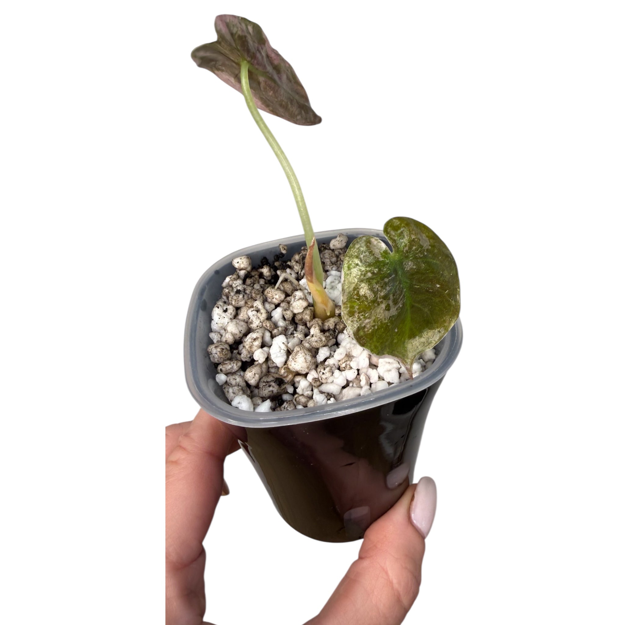 Alocasia Cuprea Pink Albo Variegated