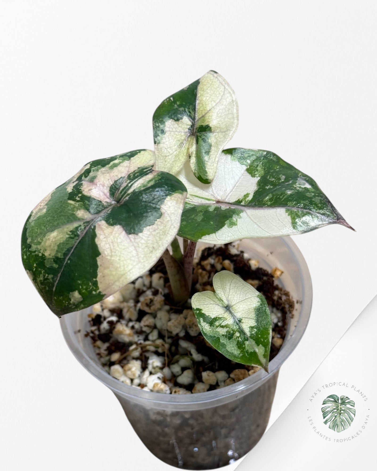 Alocasia Yucatan Princess Variegated- TC3
