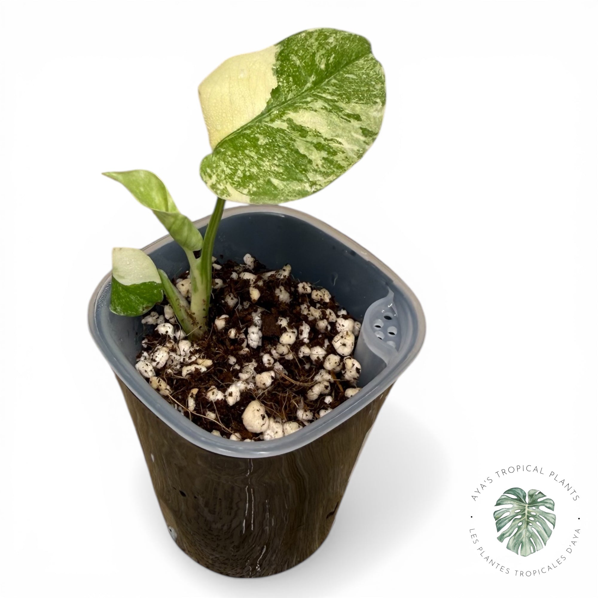 Monstera Deliciosa Legacy