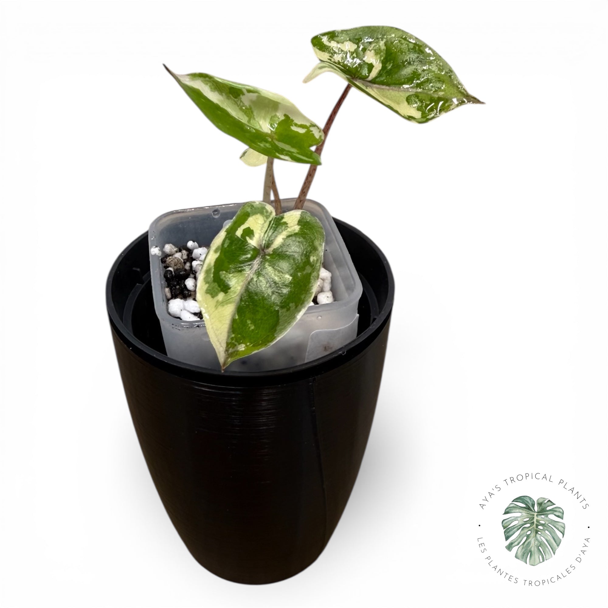 Alocasia Yucatan Princess Variegated