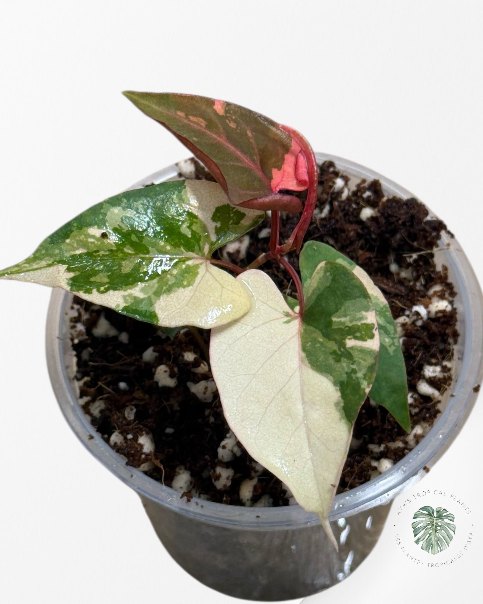 Fallopia multiflora Variegated - 24I
