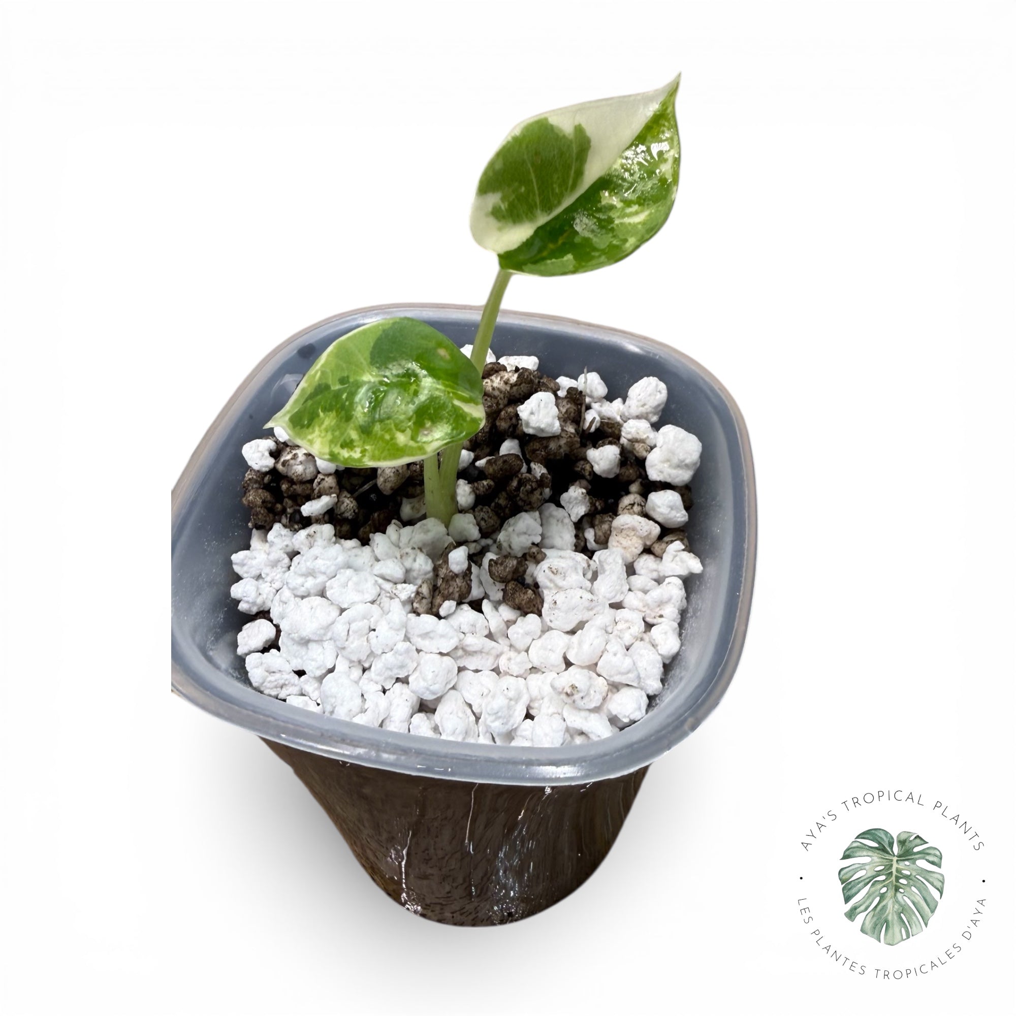 Alocasia Bisma Platinum Albo Variegated