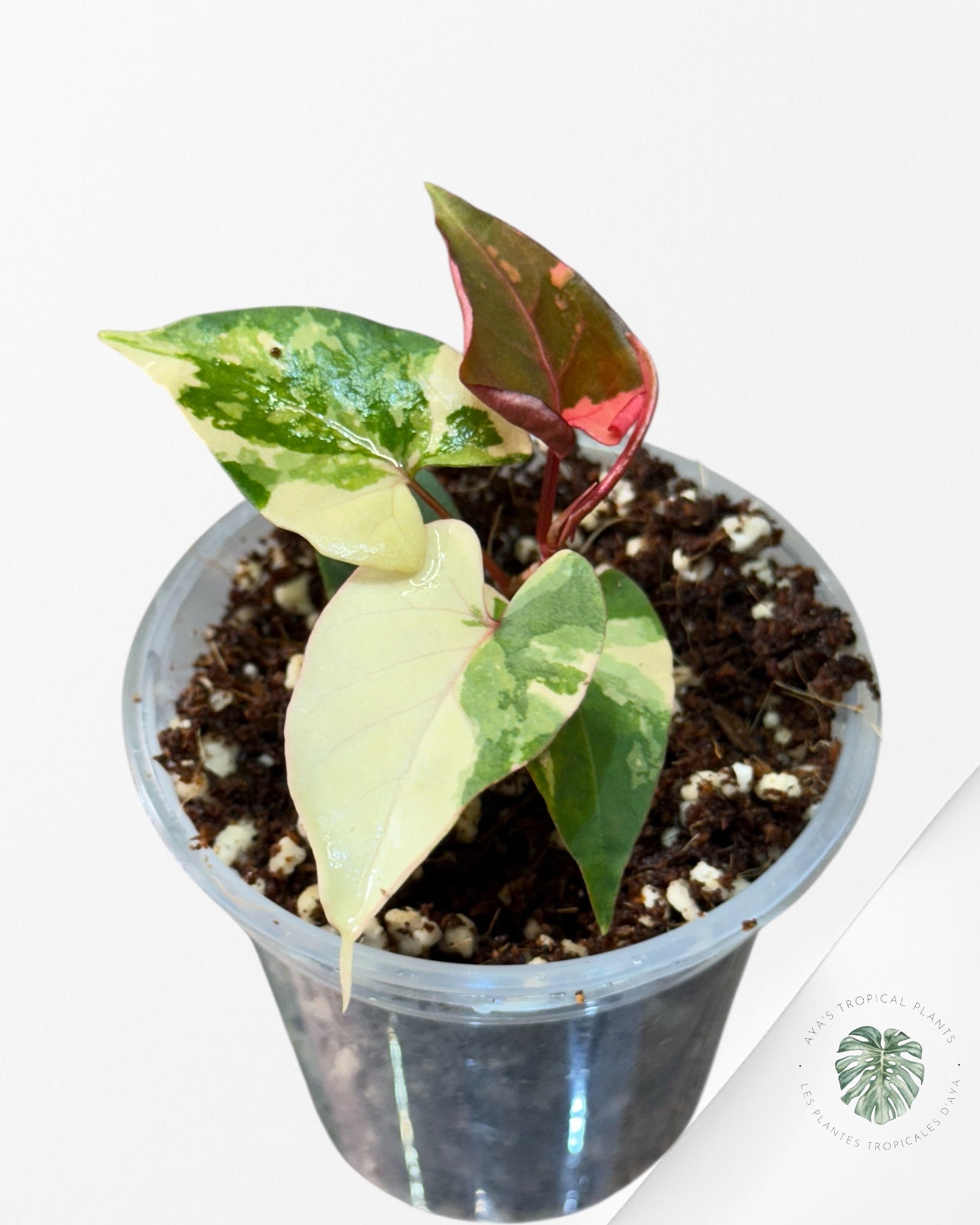 Fallopia multiflora Variegated - 24I