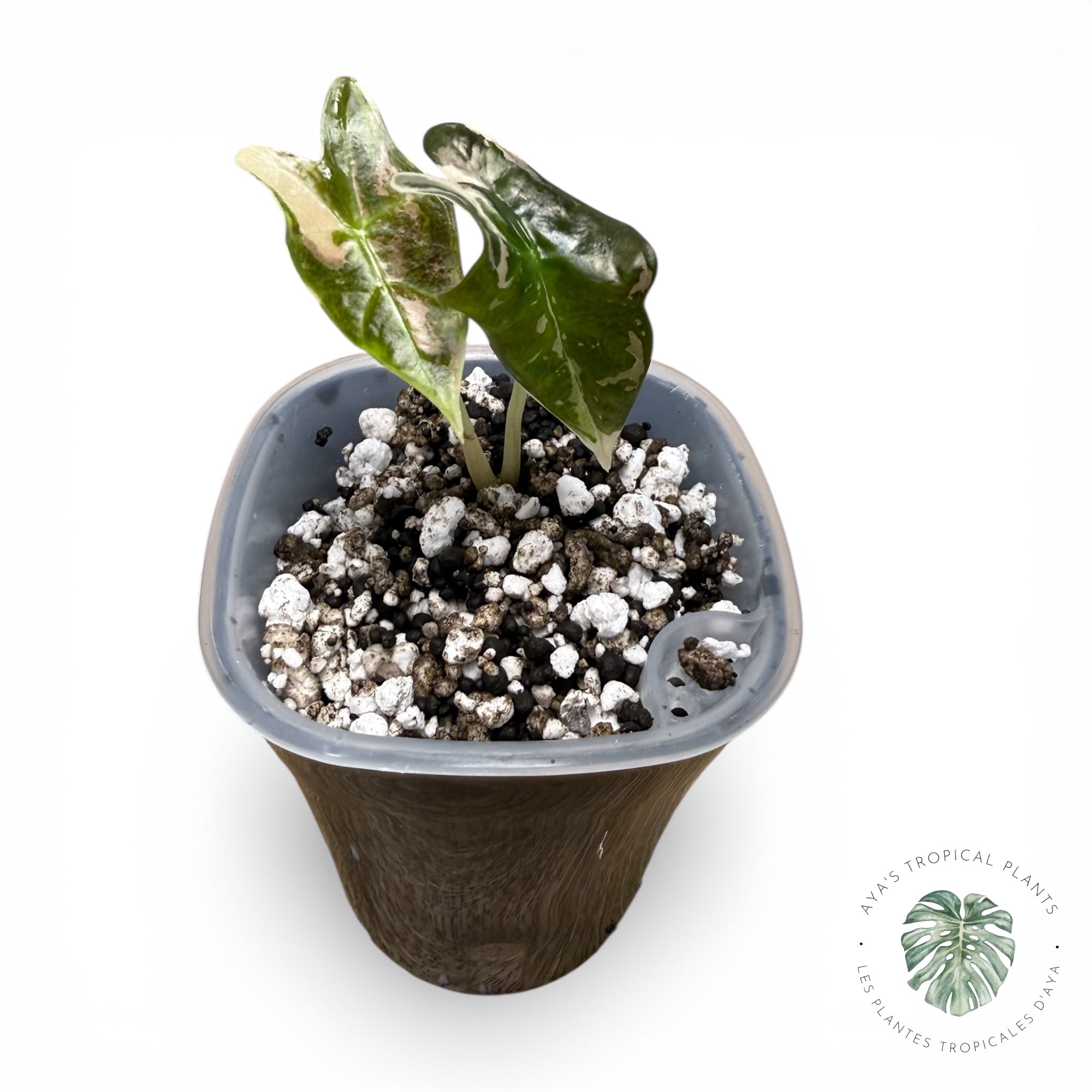 Alocasia Nobilis Pink Variegated