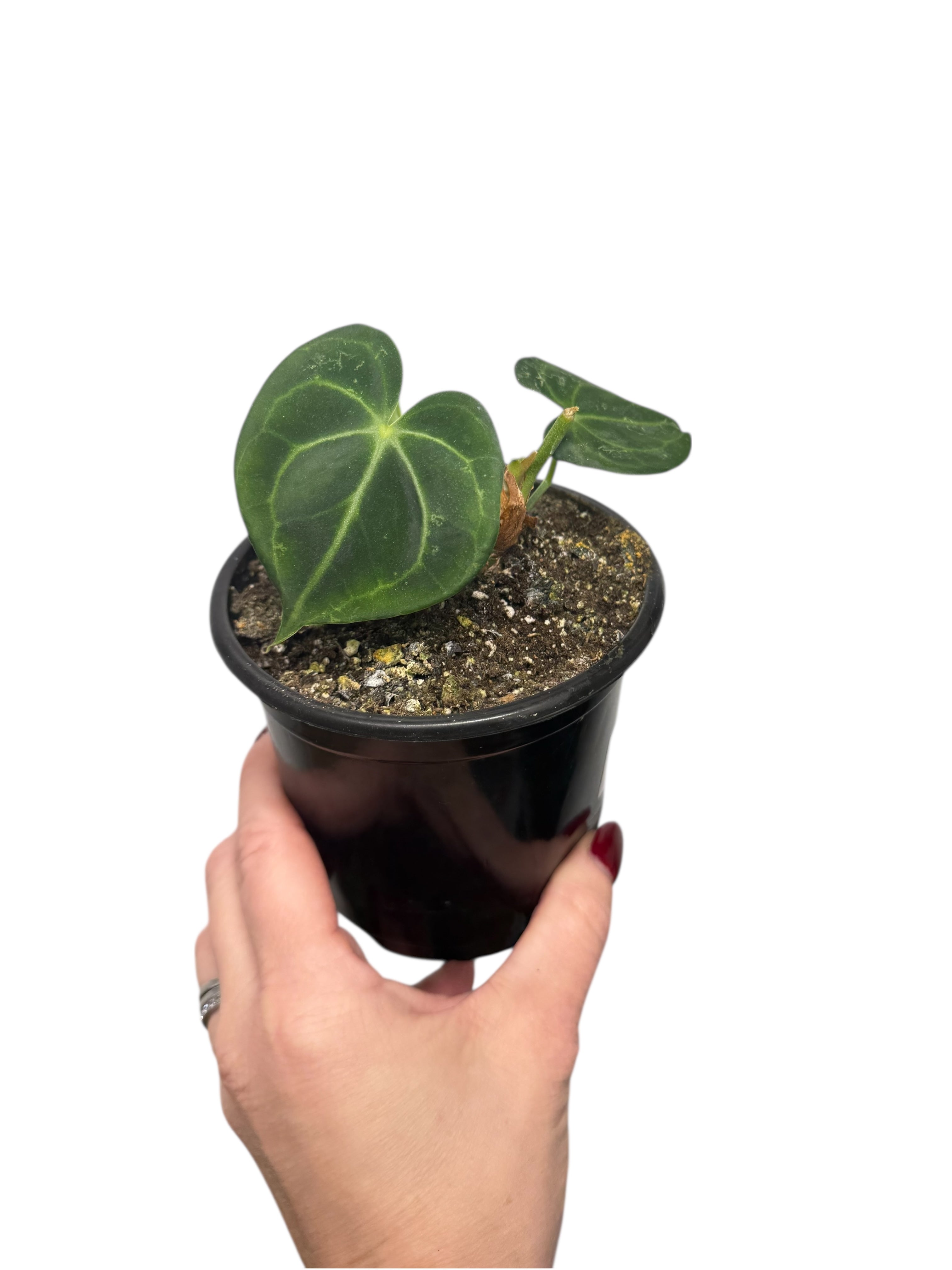 Anthurium Magnificum x Crystallinum | Aroïde | Le plan tropical d'Aya