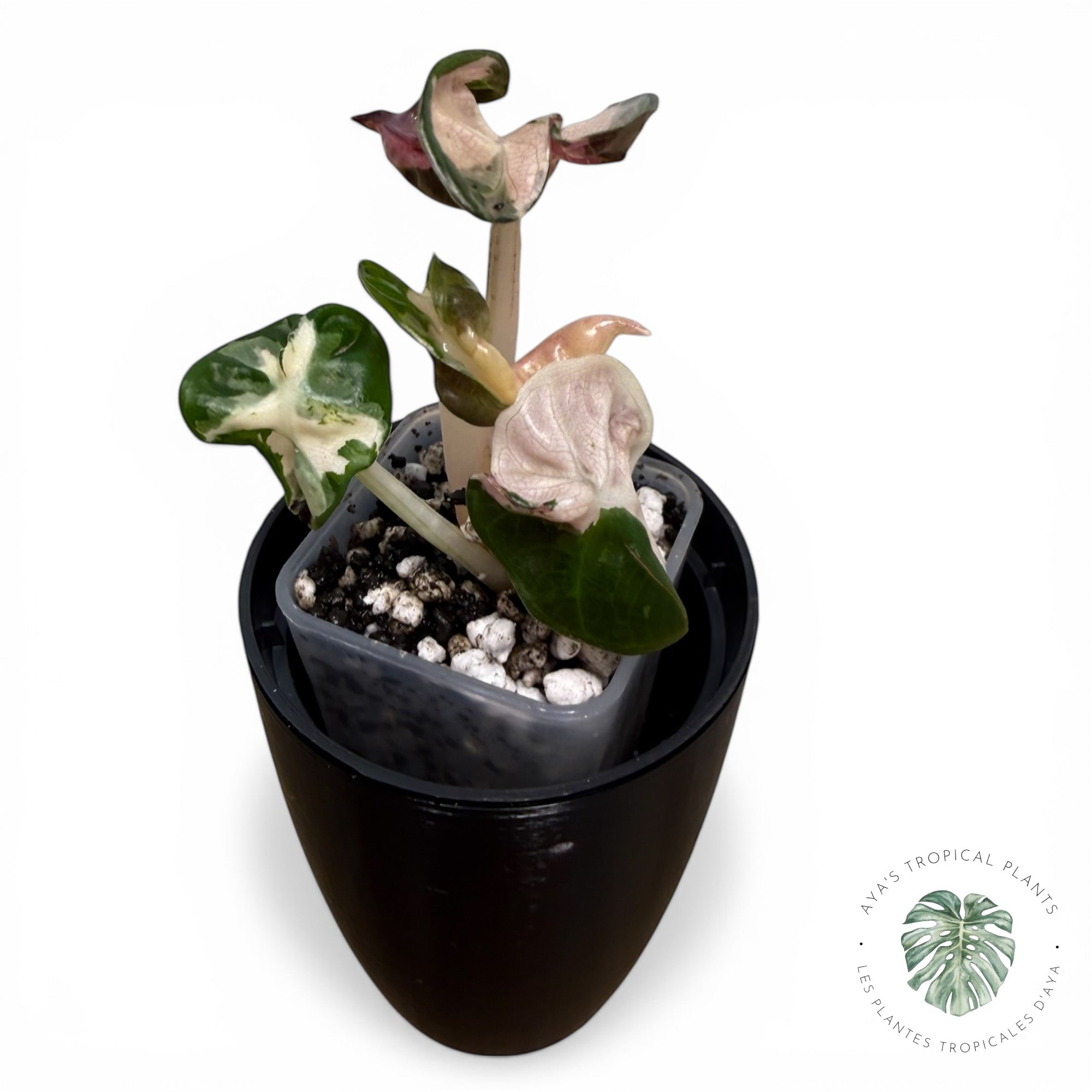 Alocasia Heart Balloon Pink variegated